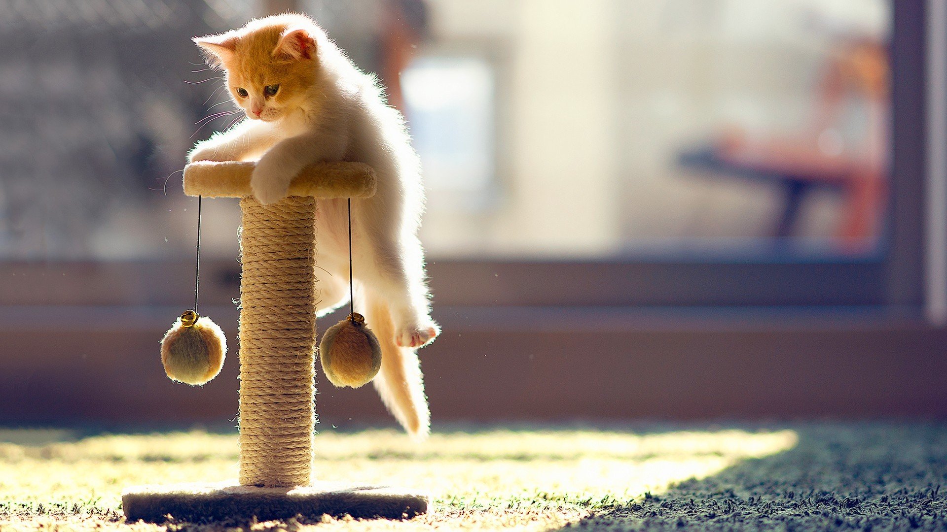 动物,萌宠,猫,喵星人