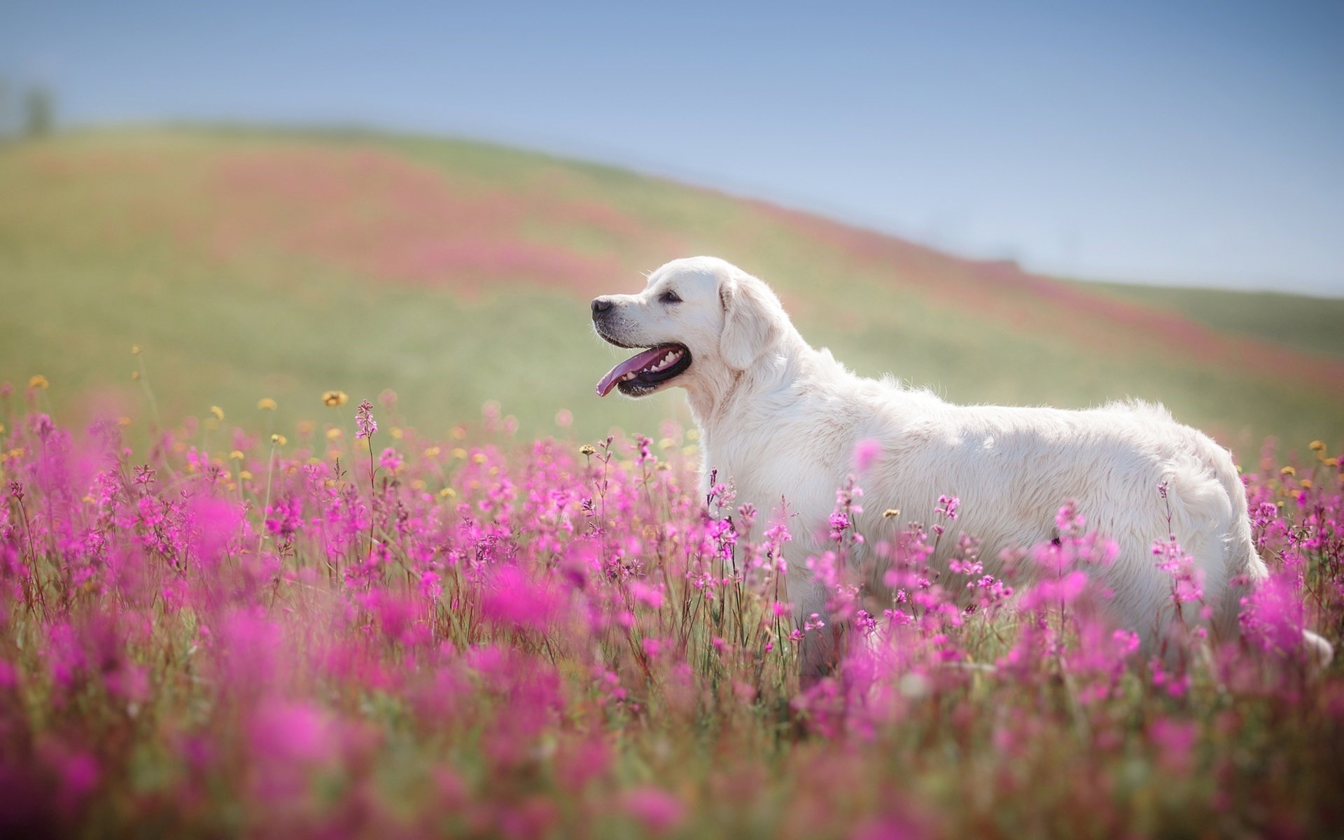 萌宠,动物,狗,汪星人,金毛