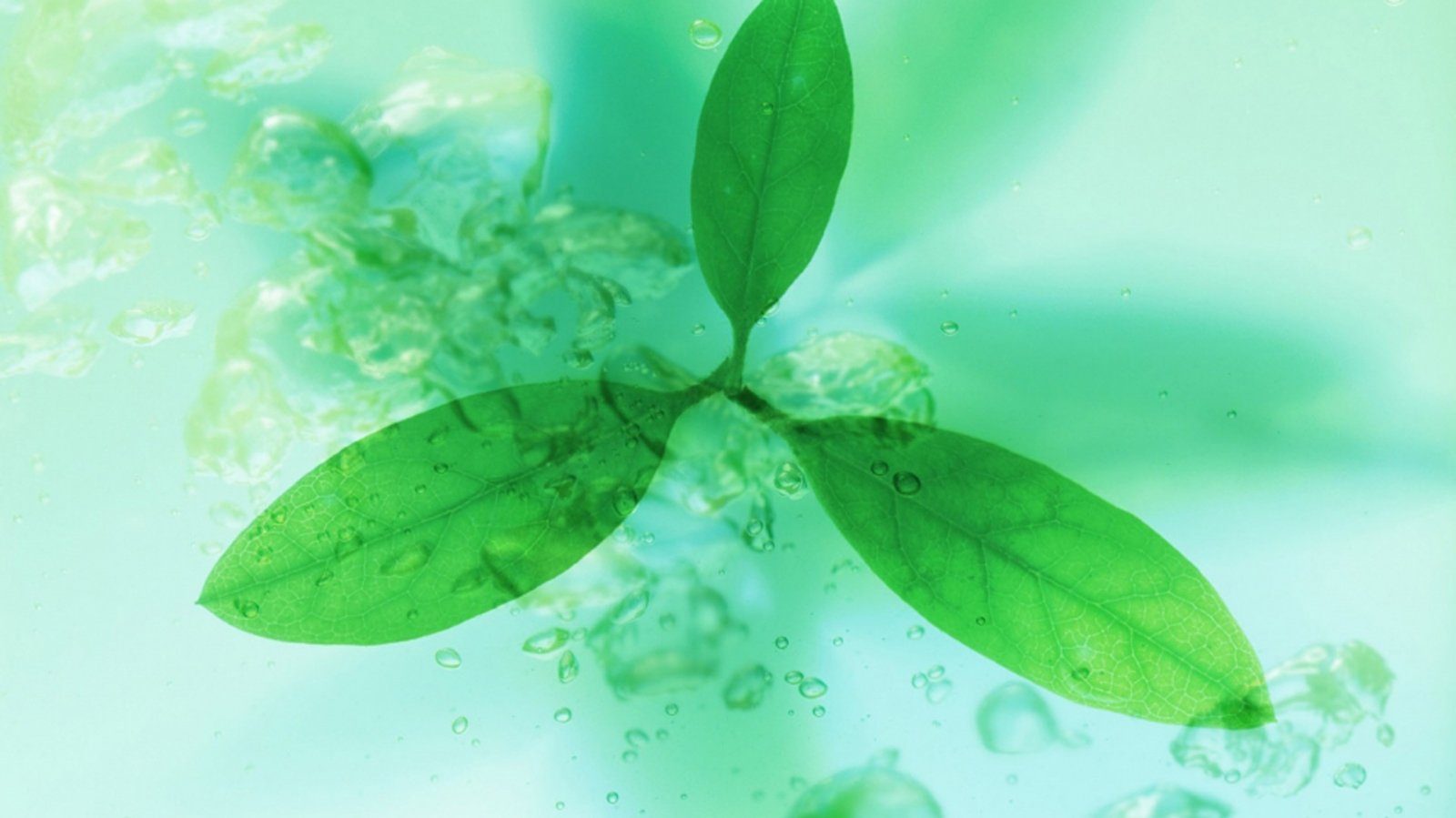 静物,小清新,绿色,养眼