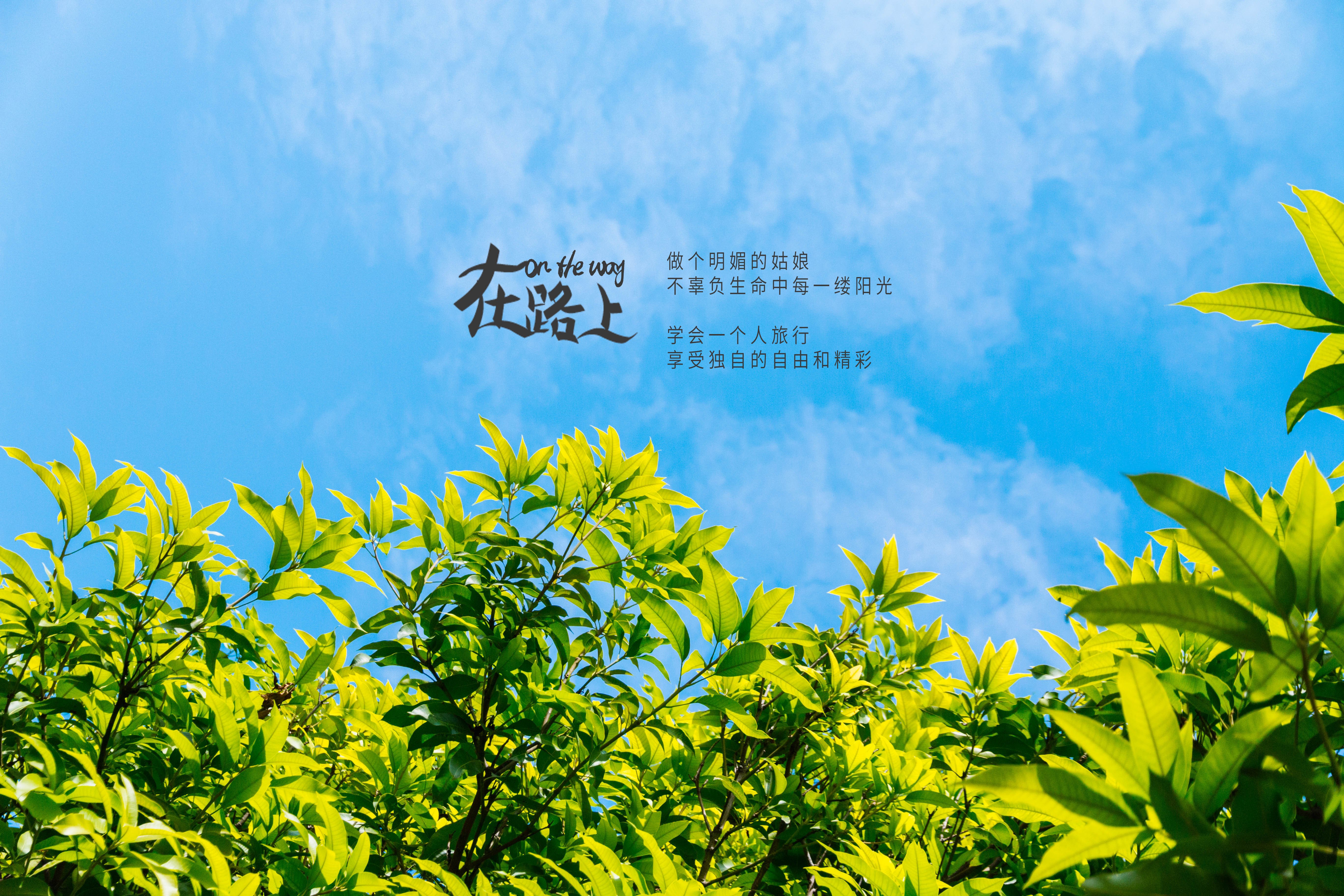 文字控,在路上,大鱼