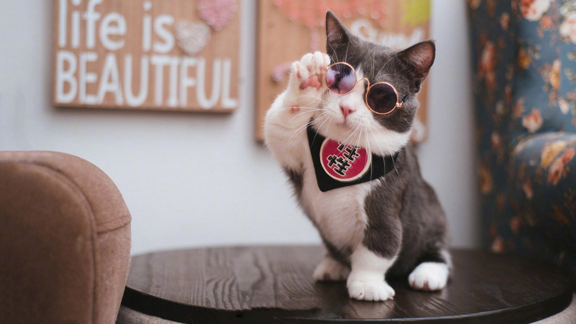 萌宠,动物,喵星人,猫