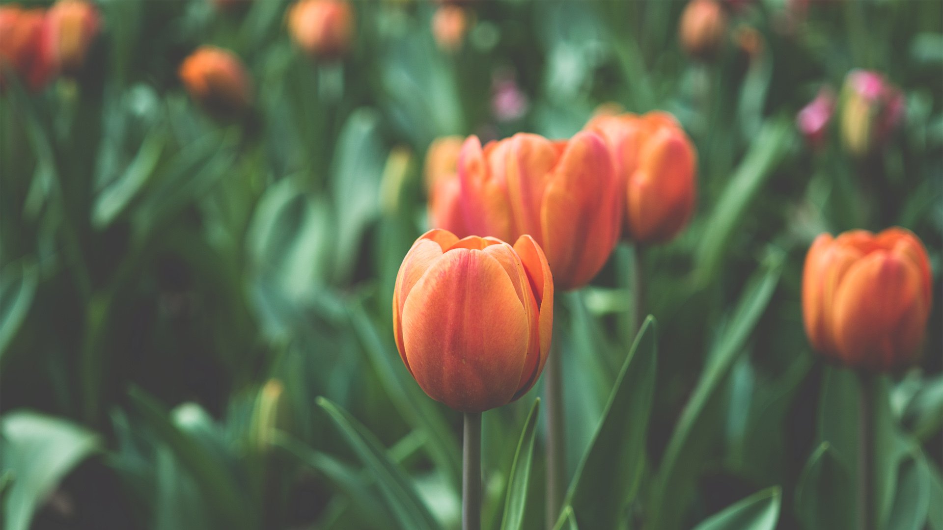 小清新,娇艳欲滴,郁金香