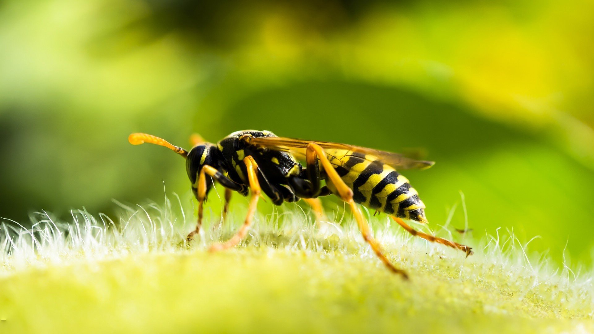 动物,昆虫,马蜂,黄蜂