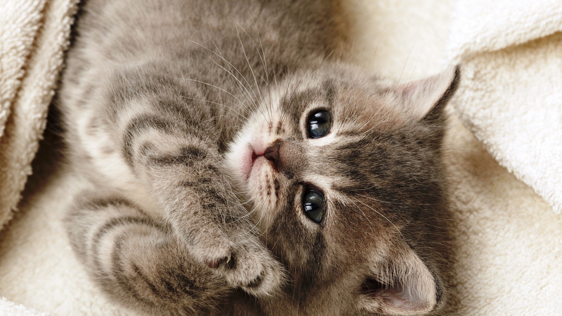 动物,萌宠,猫,喵星人