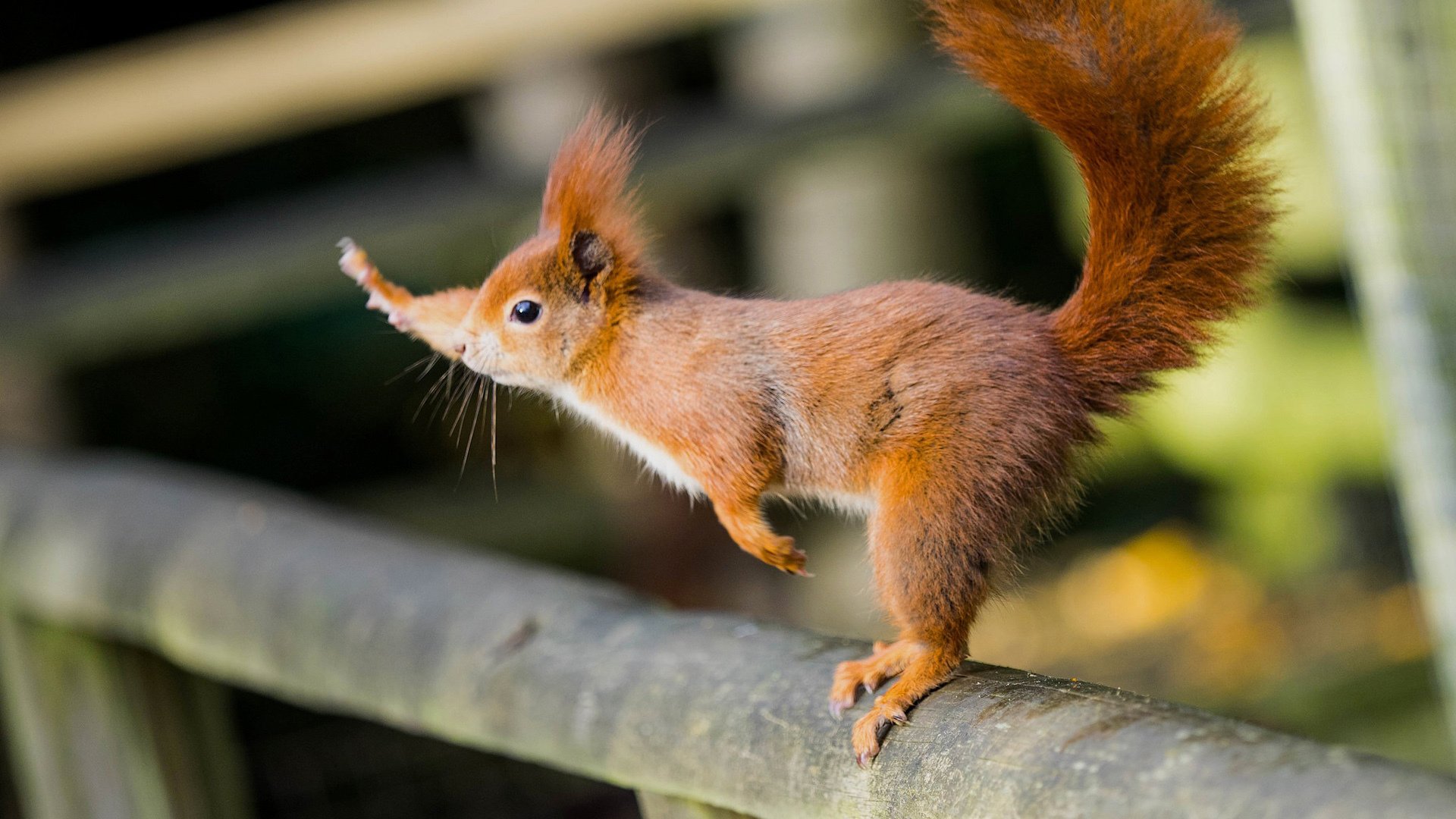 萌宠,动物,松鼠