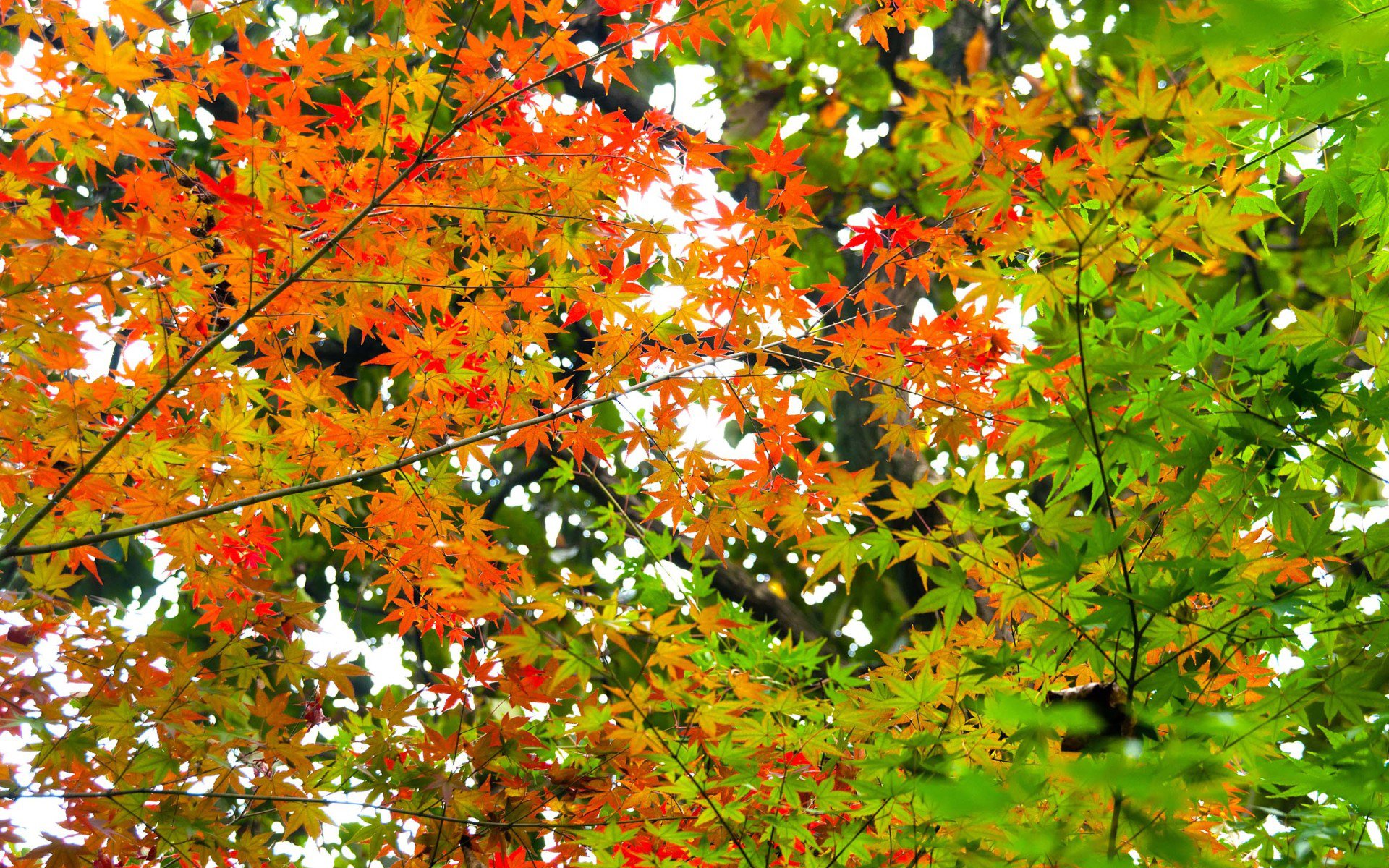 风景,树叶,森林