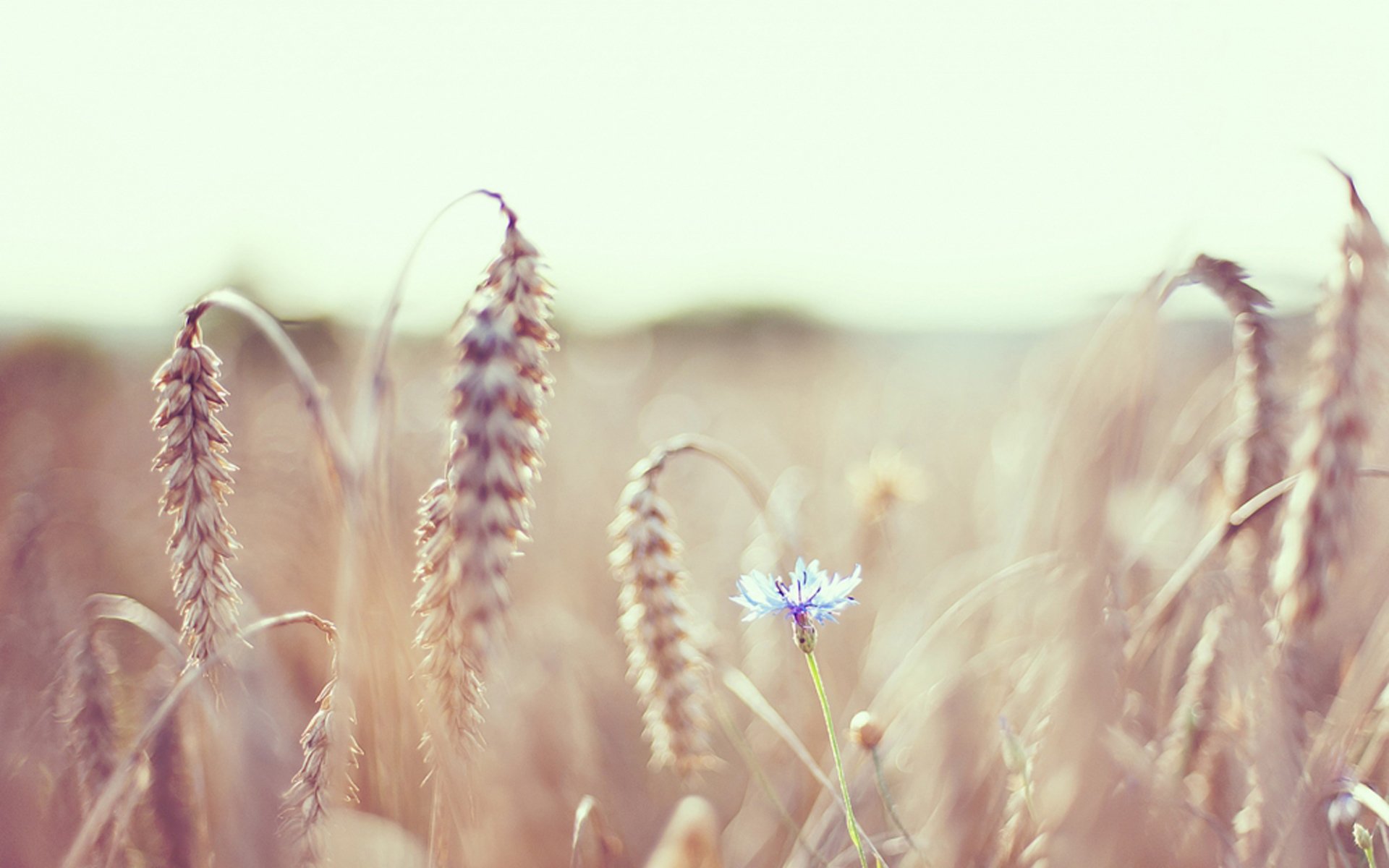 爱情,麦田,非主流