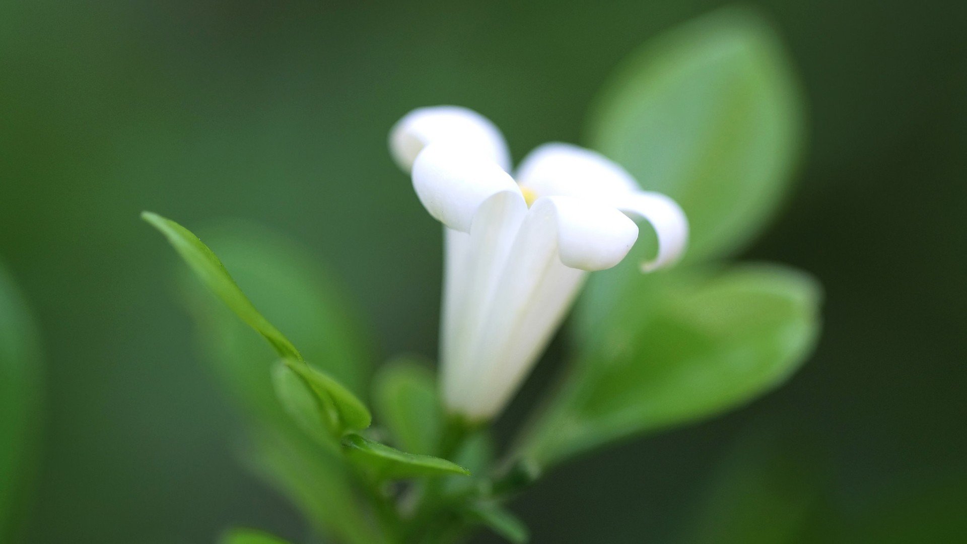 静物写真,小清新,植物,花卉,牵牛花