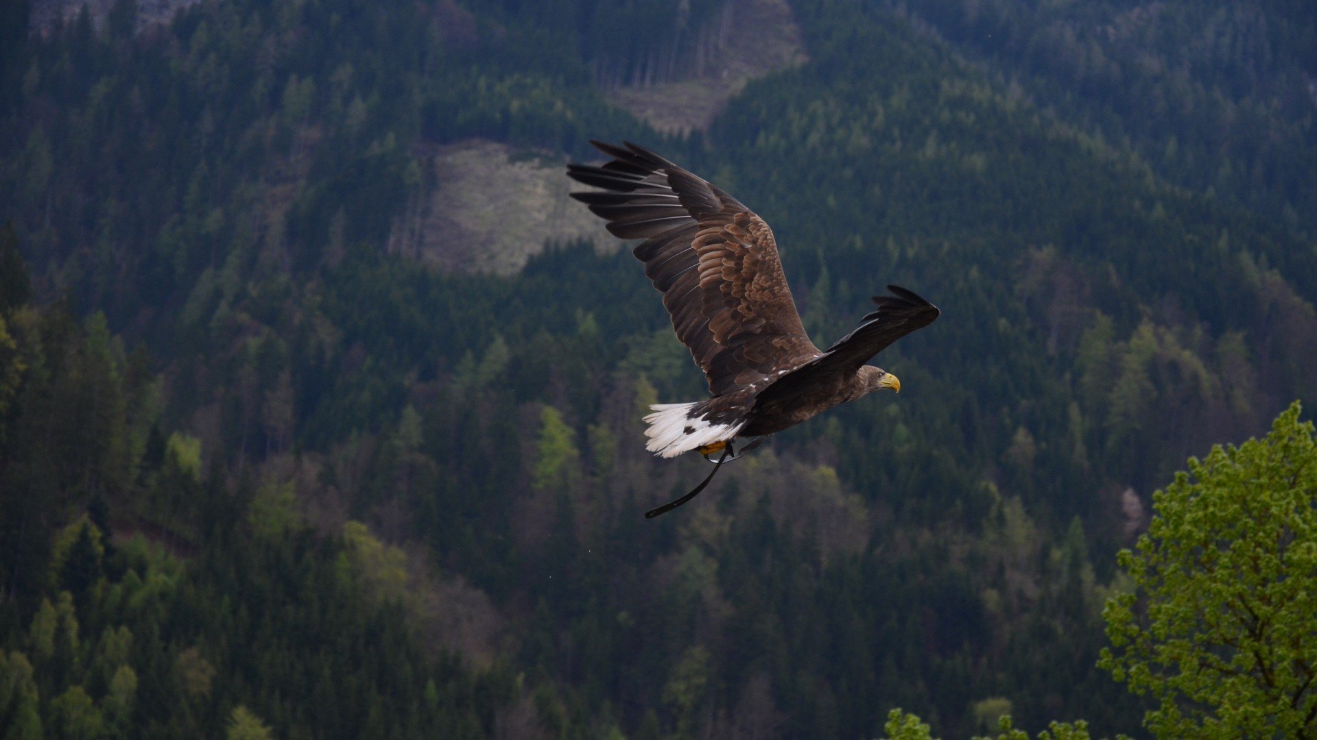 动物,飞禽,老鹰
