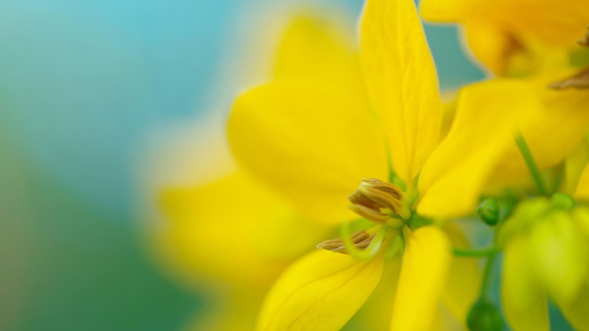 小清新,植物,花卉