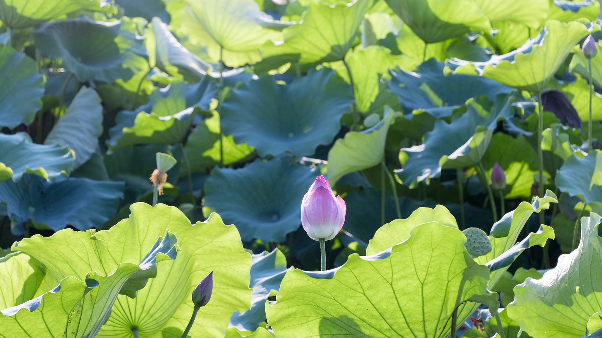 小清新,清新淡雅,荷花,荷叶