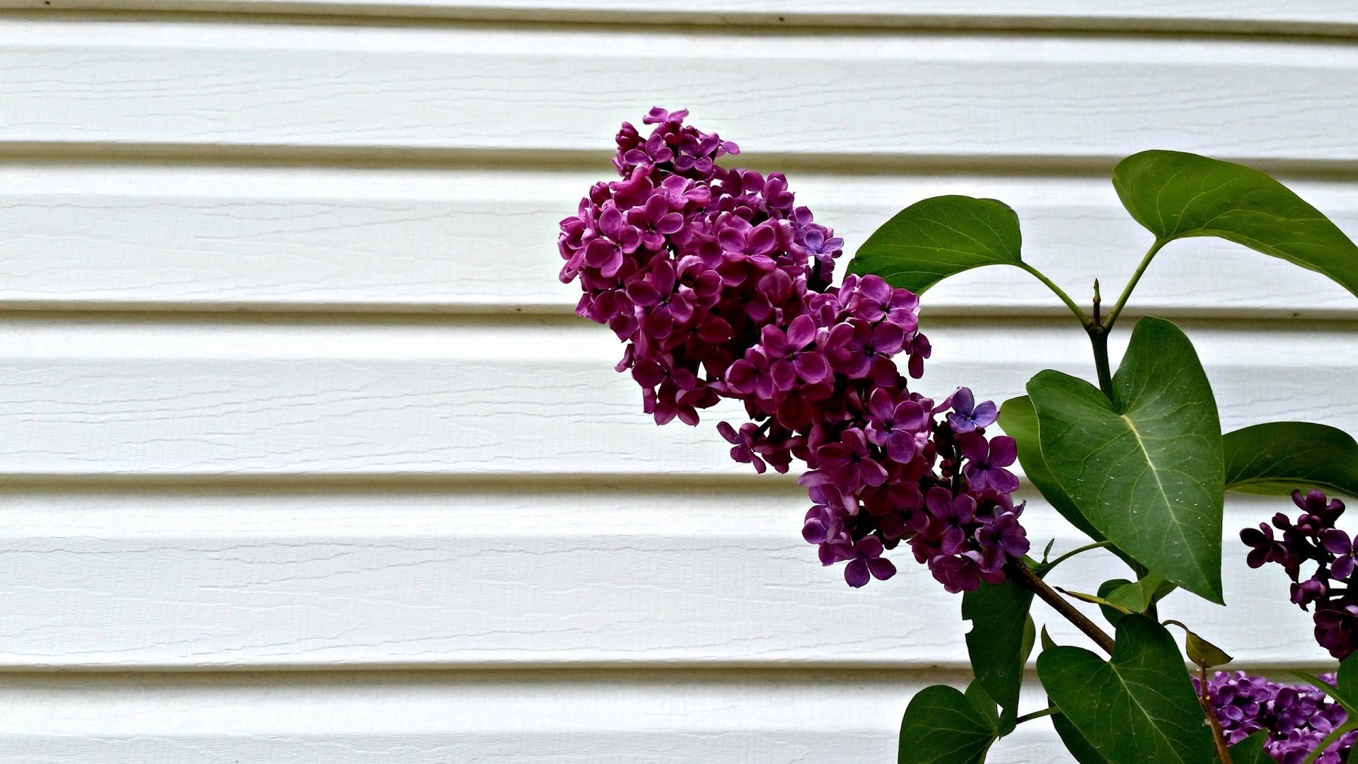 小清新,娇艳欲滴,丁香花