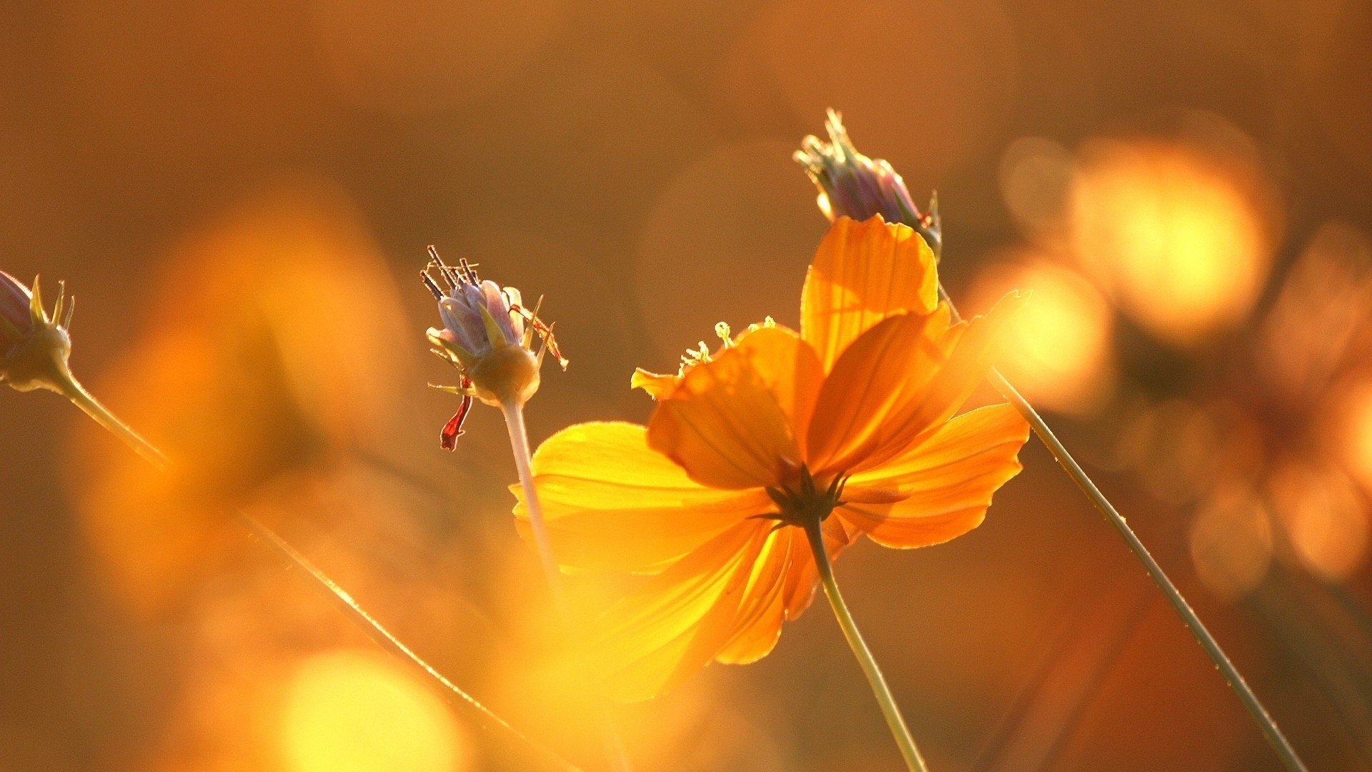 小清新,植物,花卉