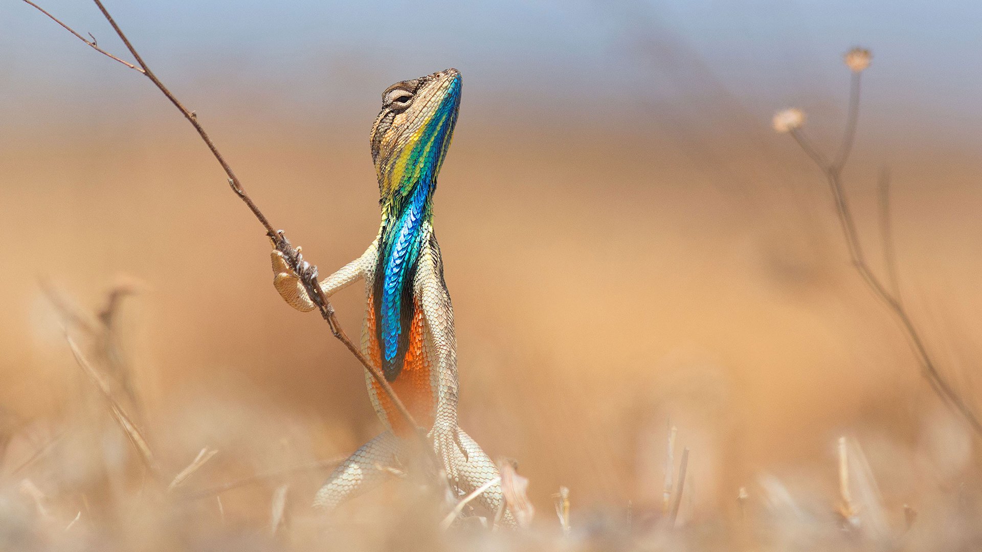 动物,蜥蜴,变色龙