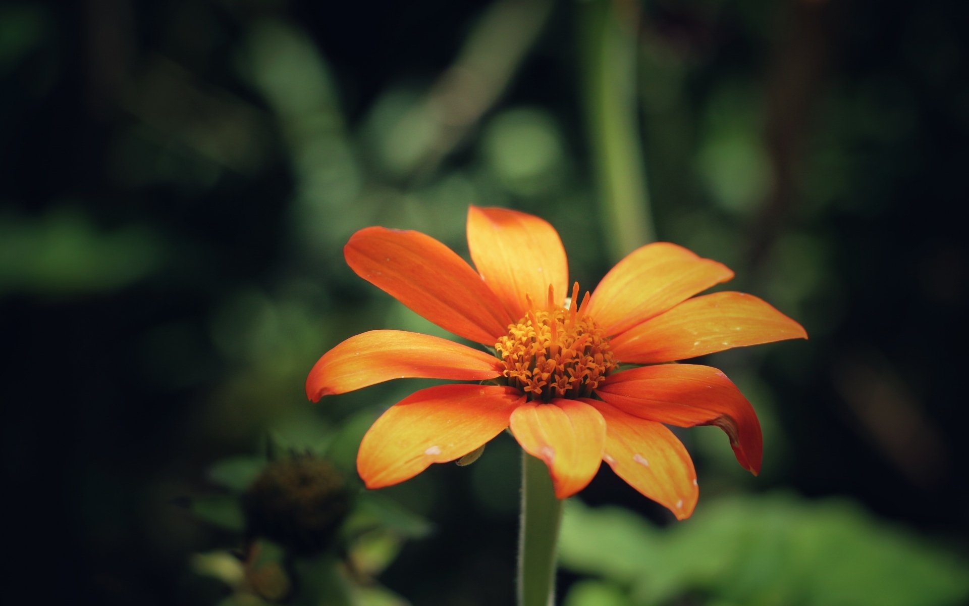 小清新,娇艳欲滴,花朵