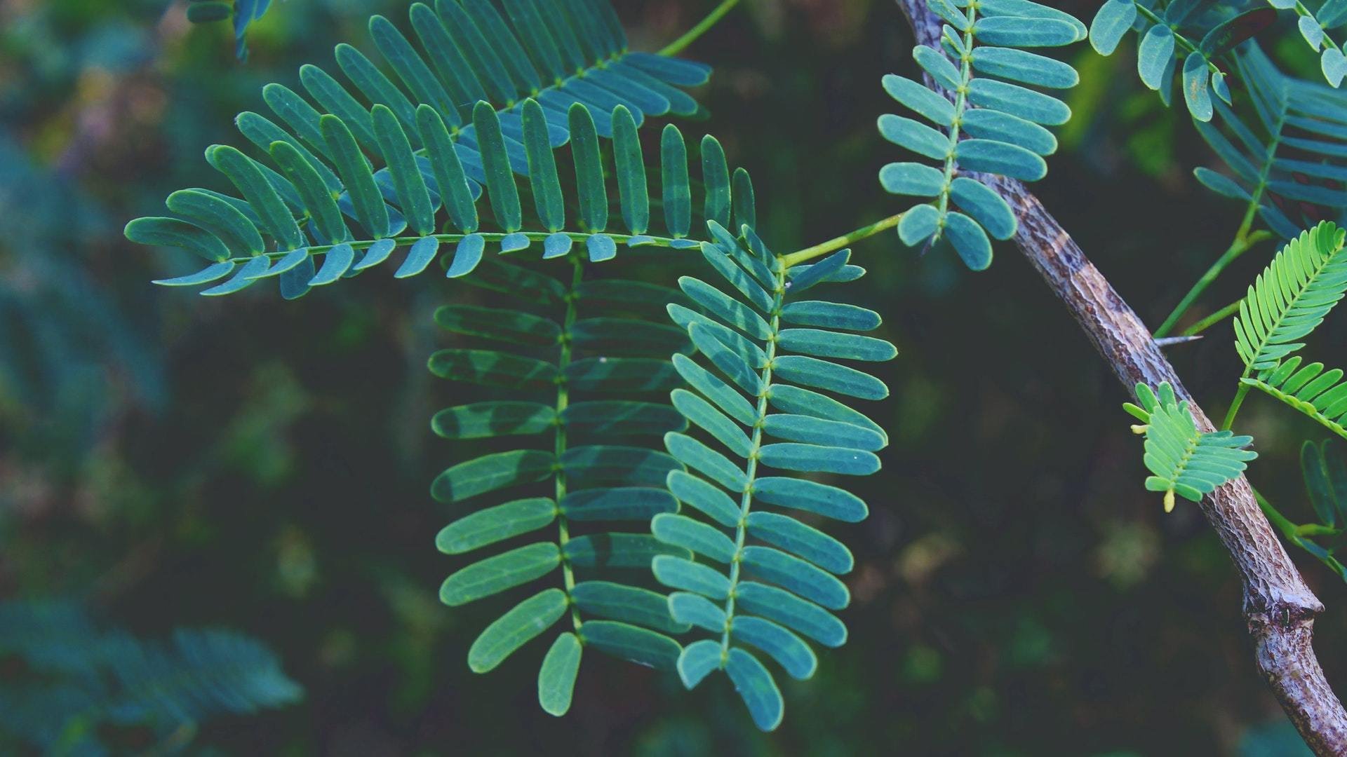 小清新,植物,绿叶