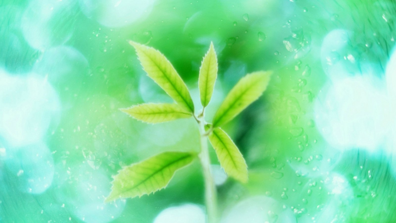 小清新,绿色,养眼,叶子