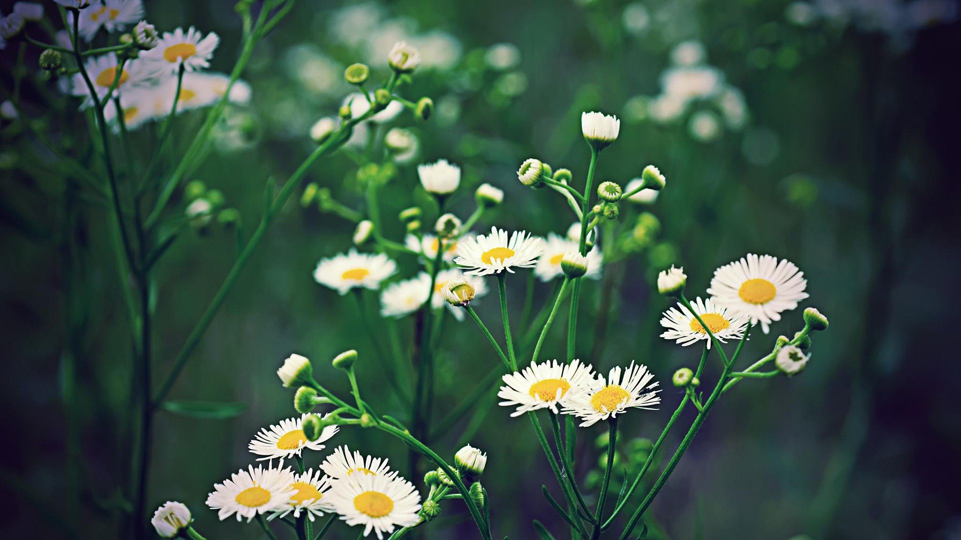 小清新,植物,花卉,雏菊