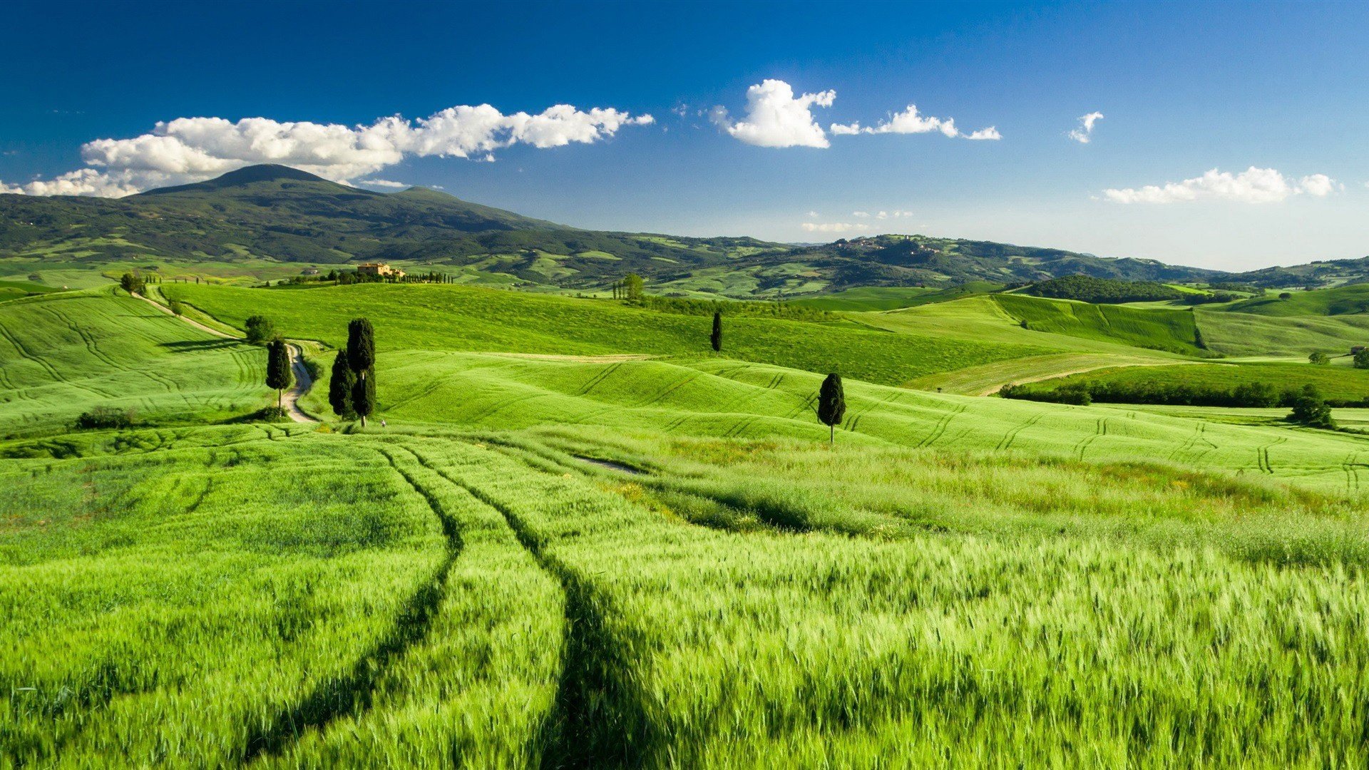 风景,绿色,蓝天白云,麦田