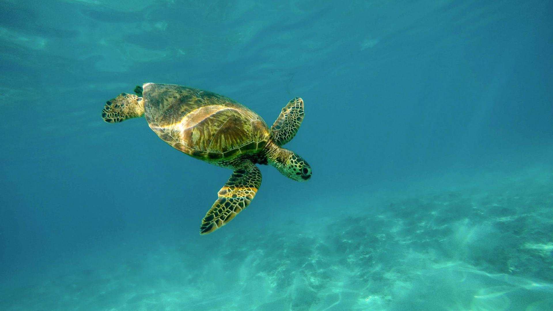 动物,大海,海龟