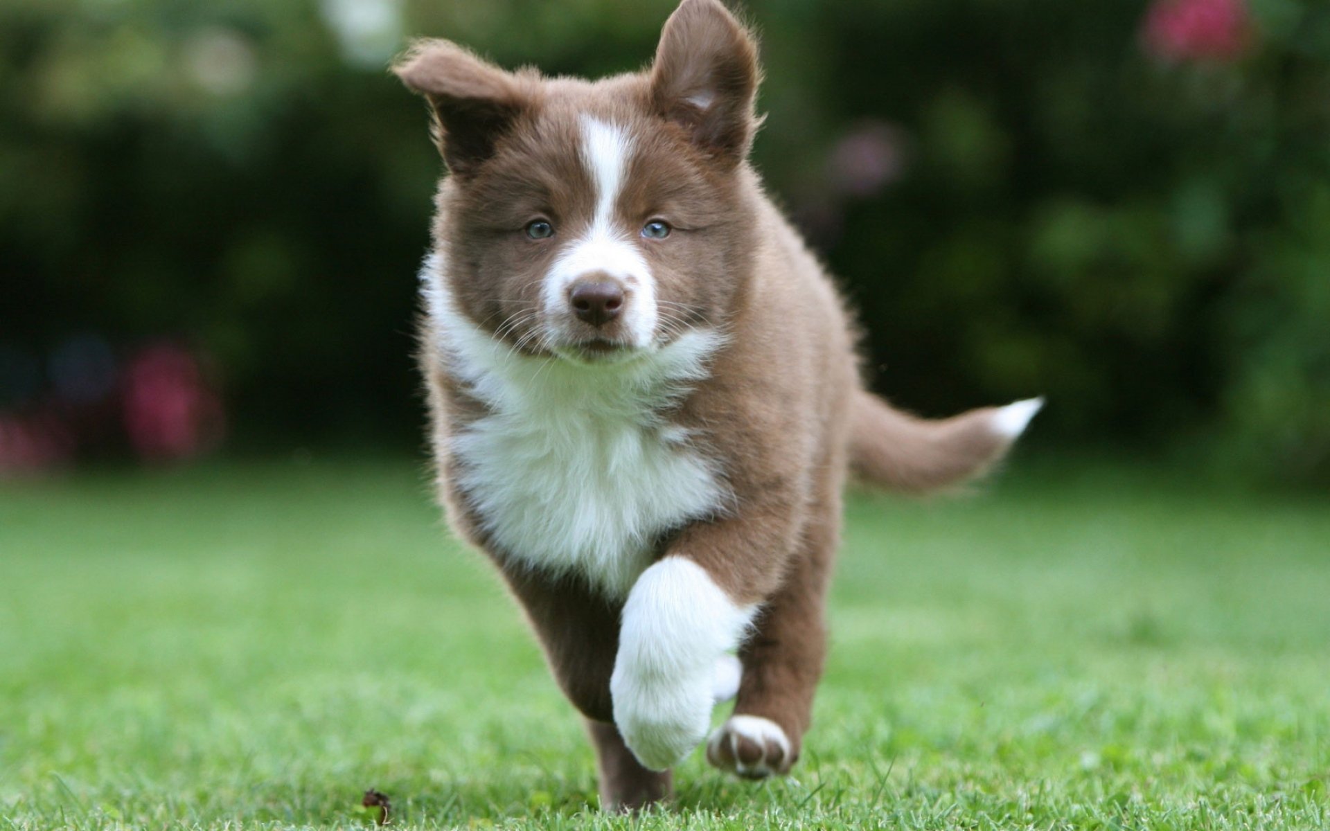 萌宠,动物,汪星人,狗