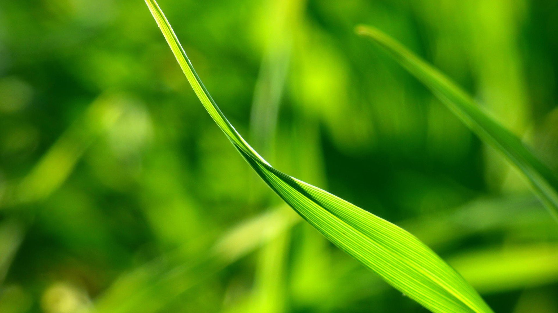 小清新,绿色,养眼,草,叶子