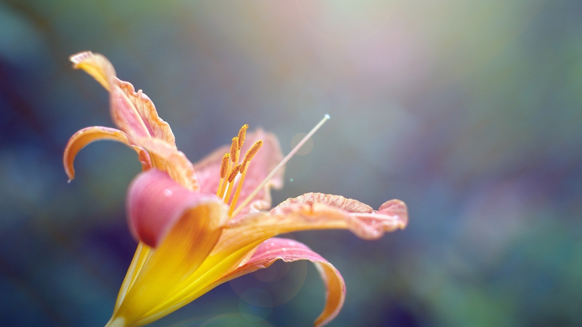 小清新,静物,植物,花卉