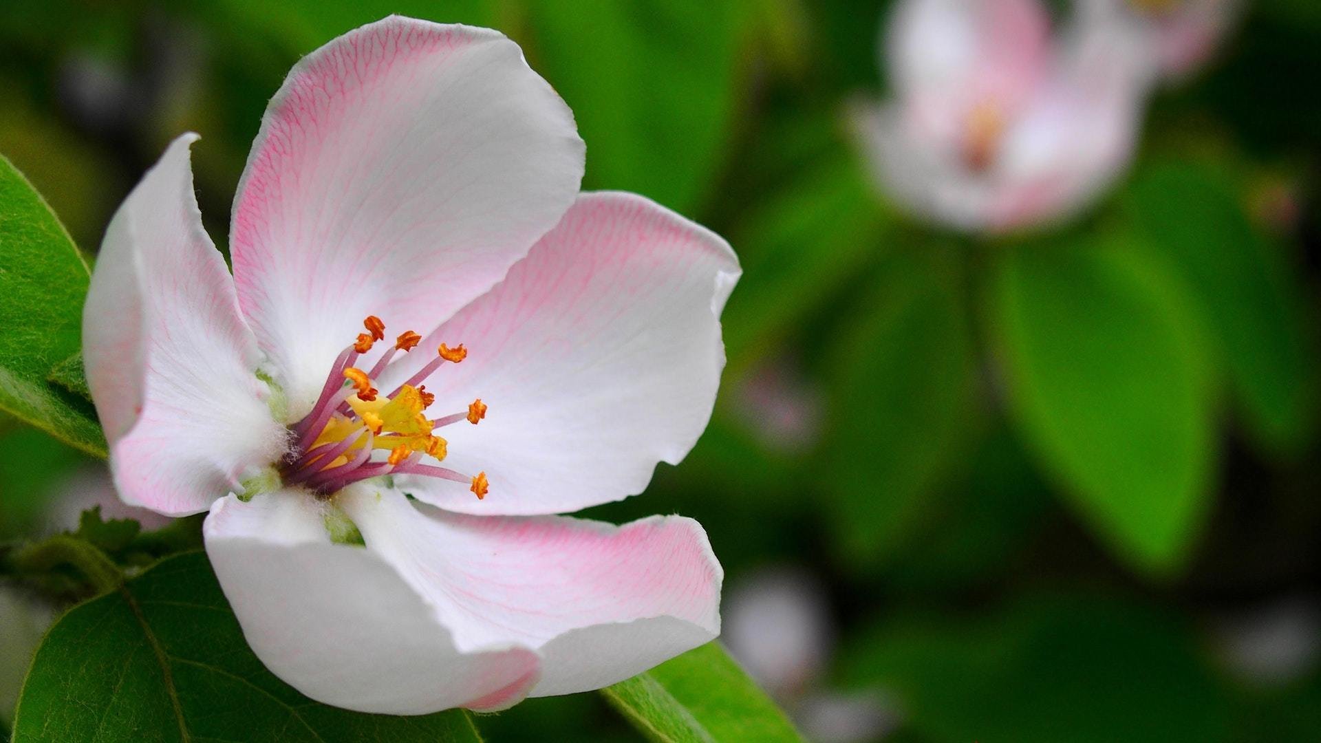 小清新,花朵,植物,清新淡雅