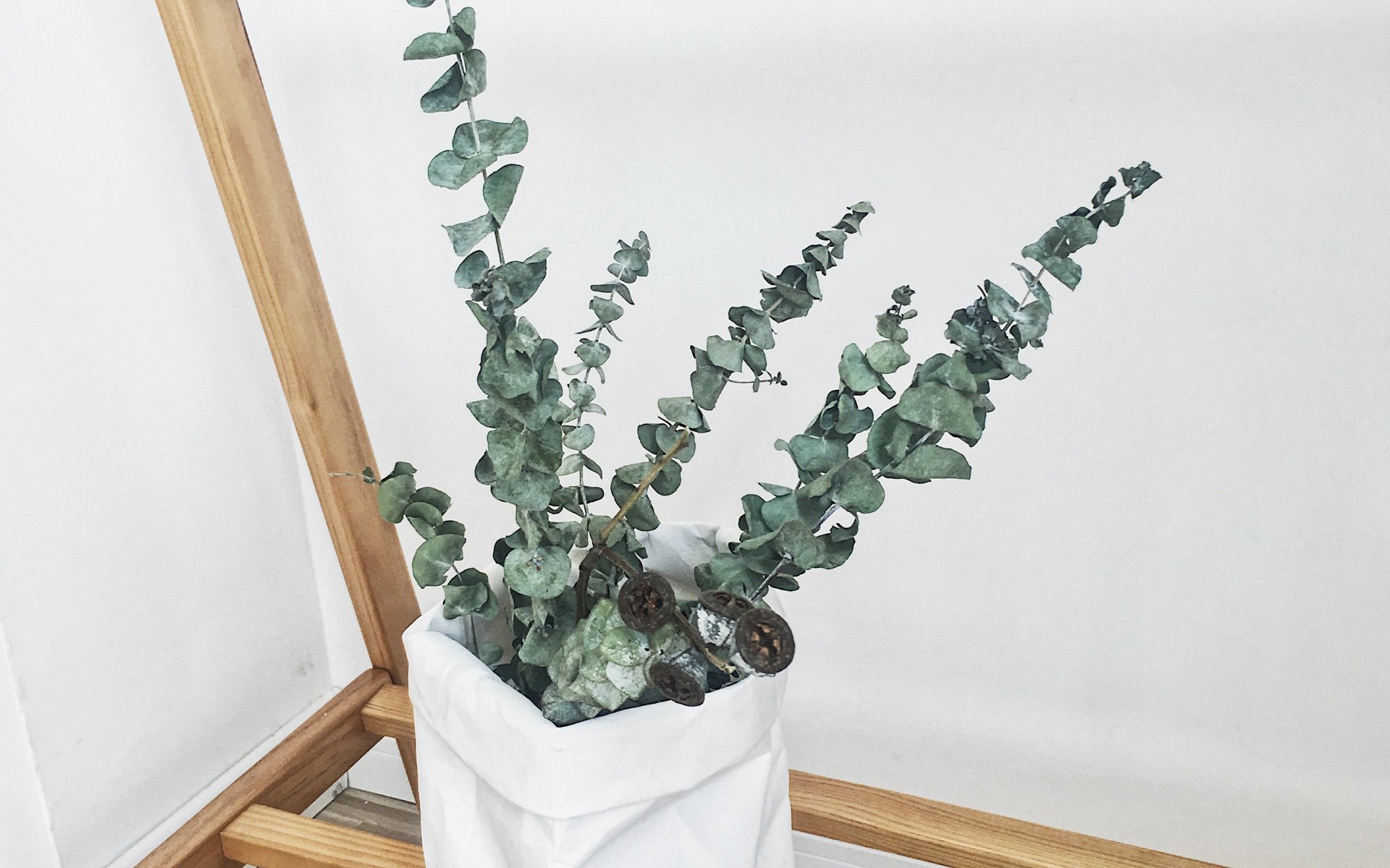 小清新,绿色,植物,日系