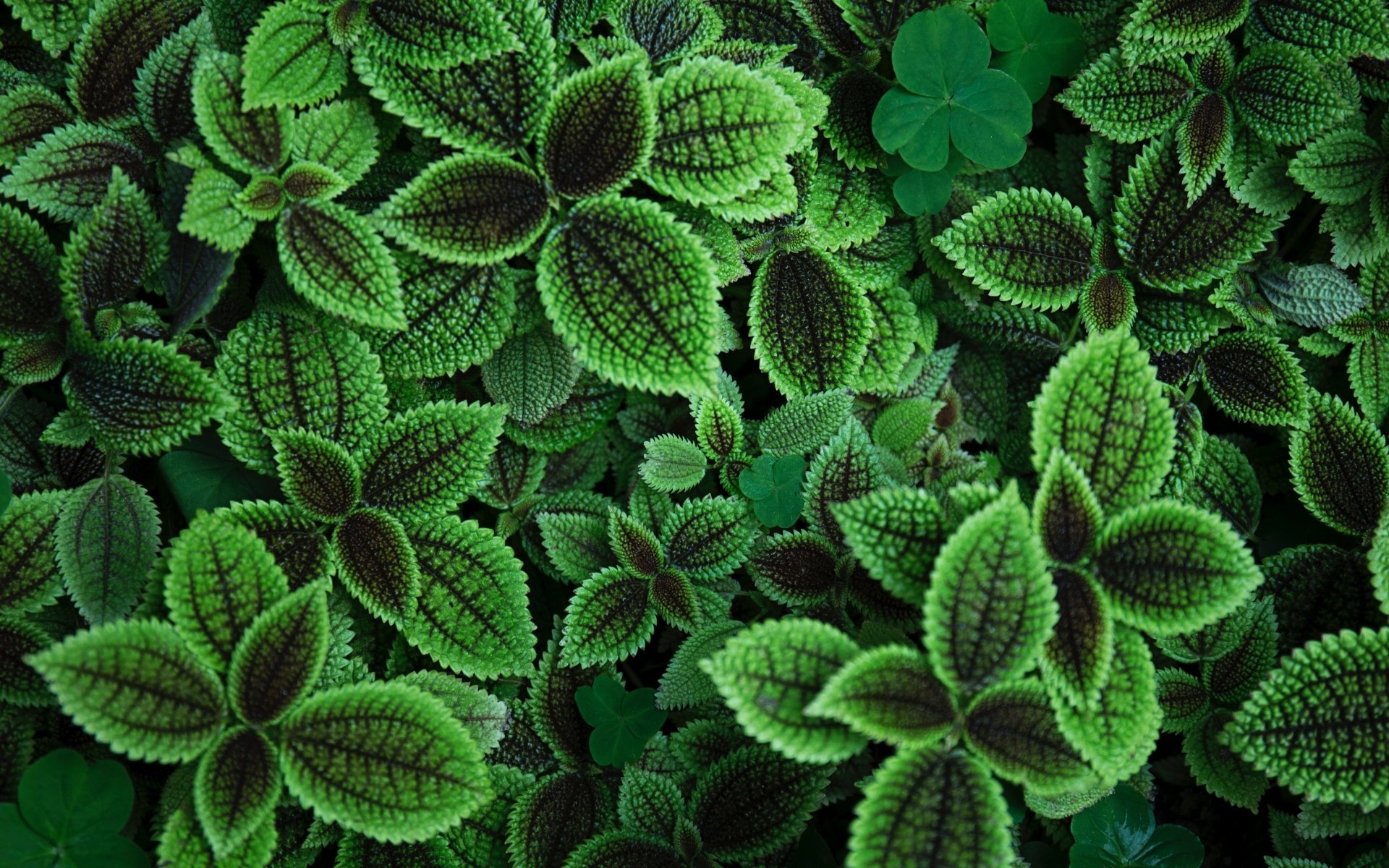 小清新,绿色,护眼壁纸