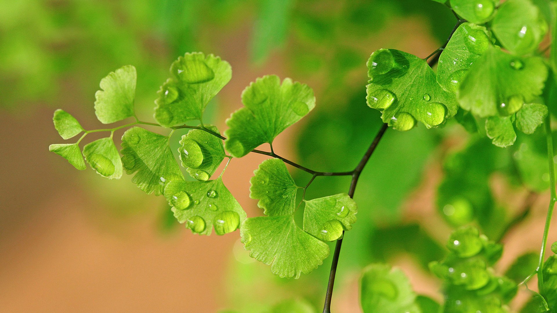 小清新,清新淡雅,露珠