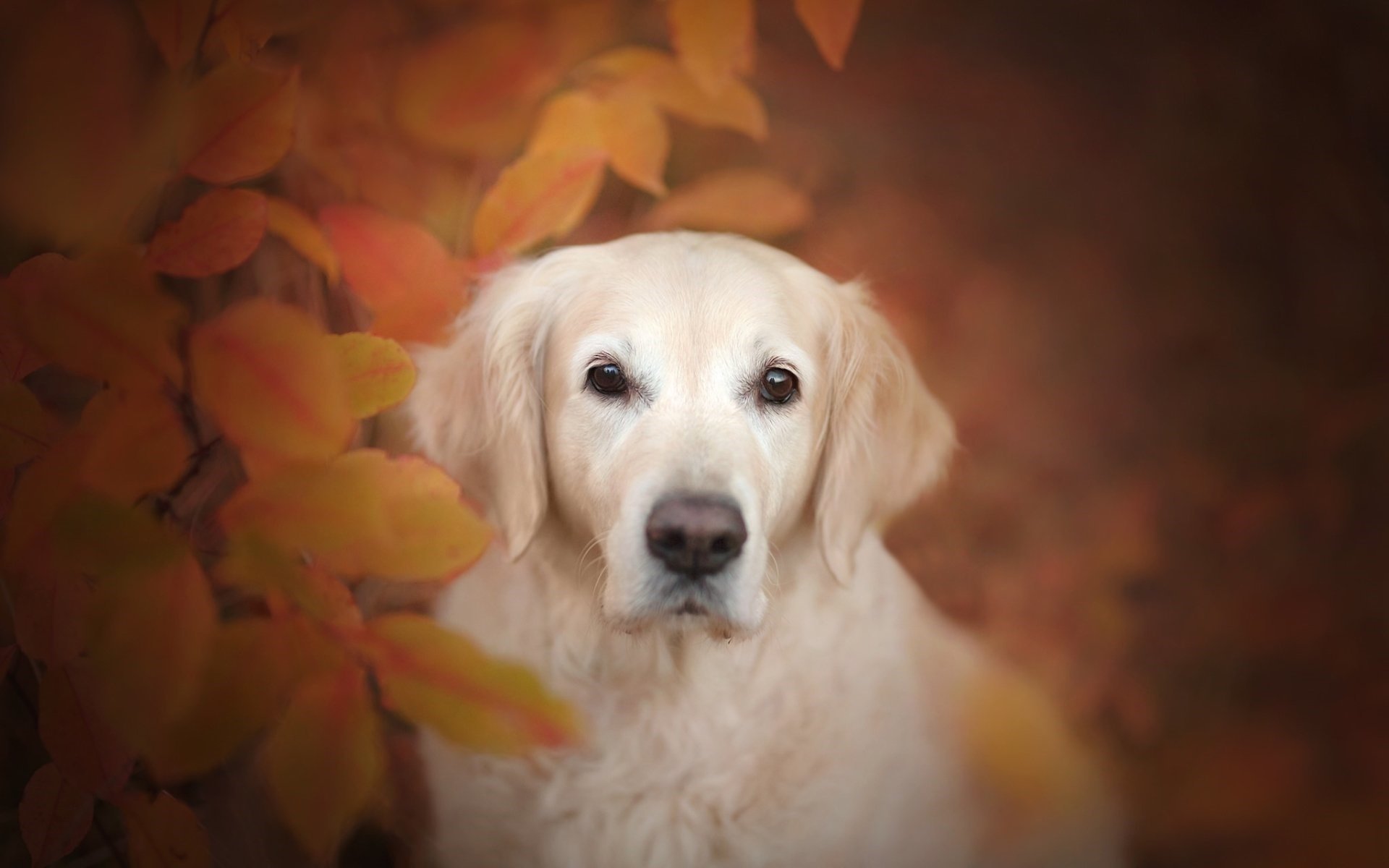 动物,萌宠,狗,汪星人