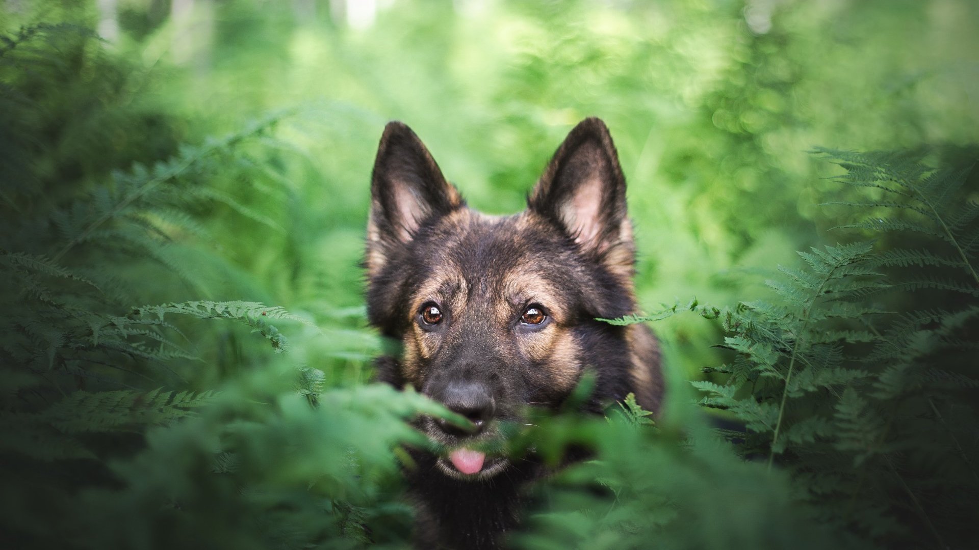 动物,萌宠,狗,狼狗