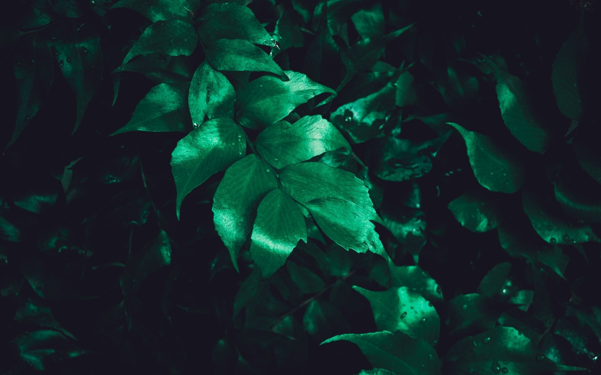 小清新,护眼壁纸,绿色