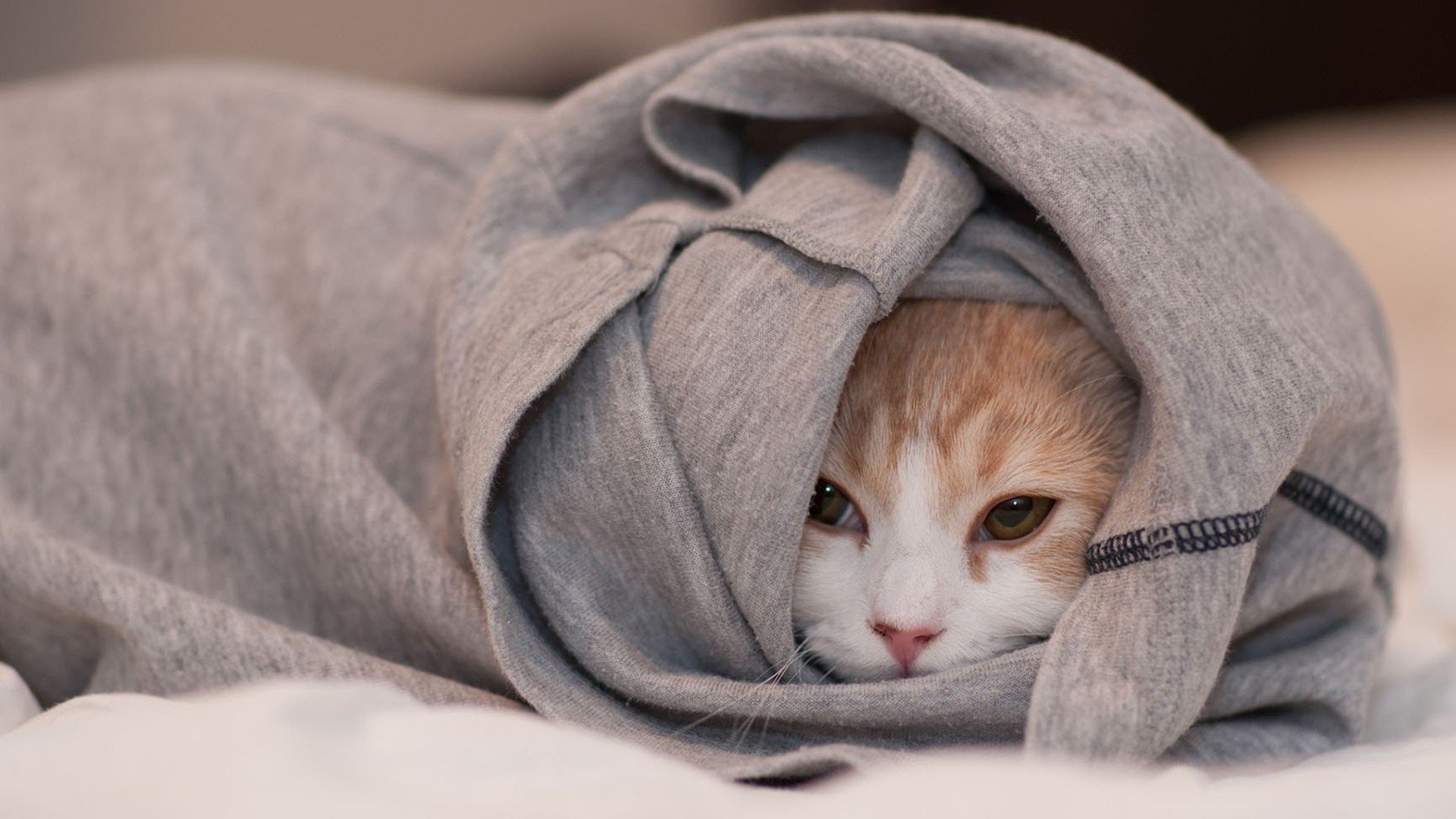 萌宠,动物,猫,喵星人