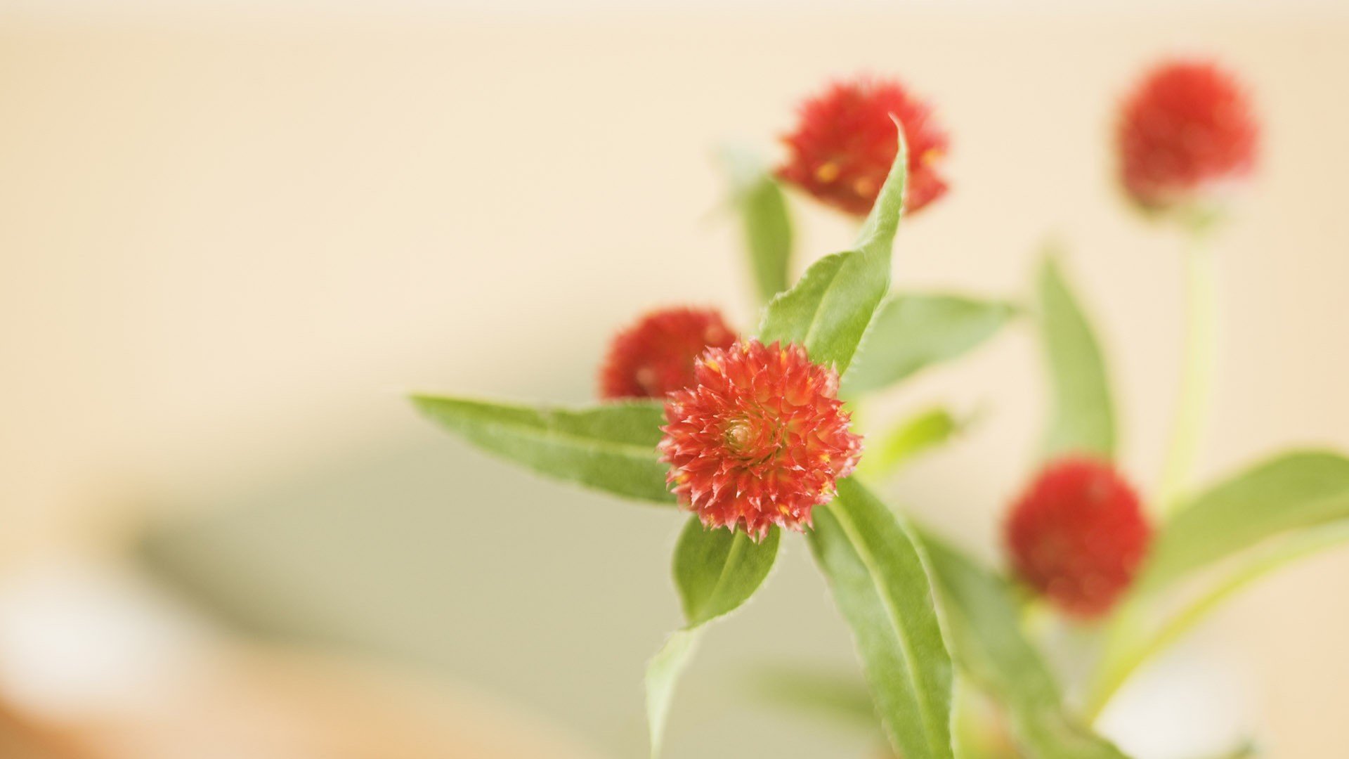 小清新,植物,花卉