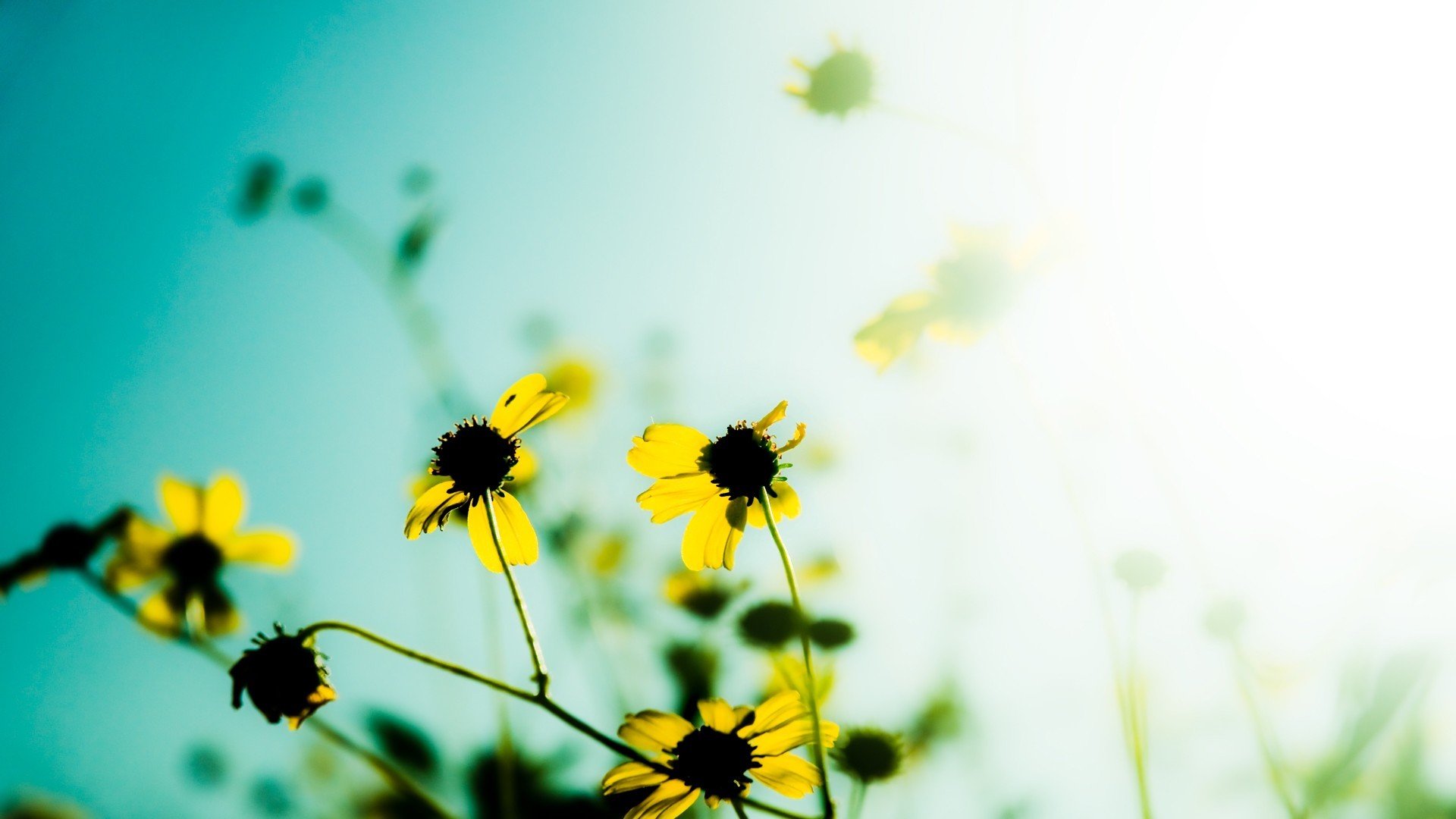 小清新,植物,花卉
