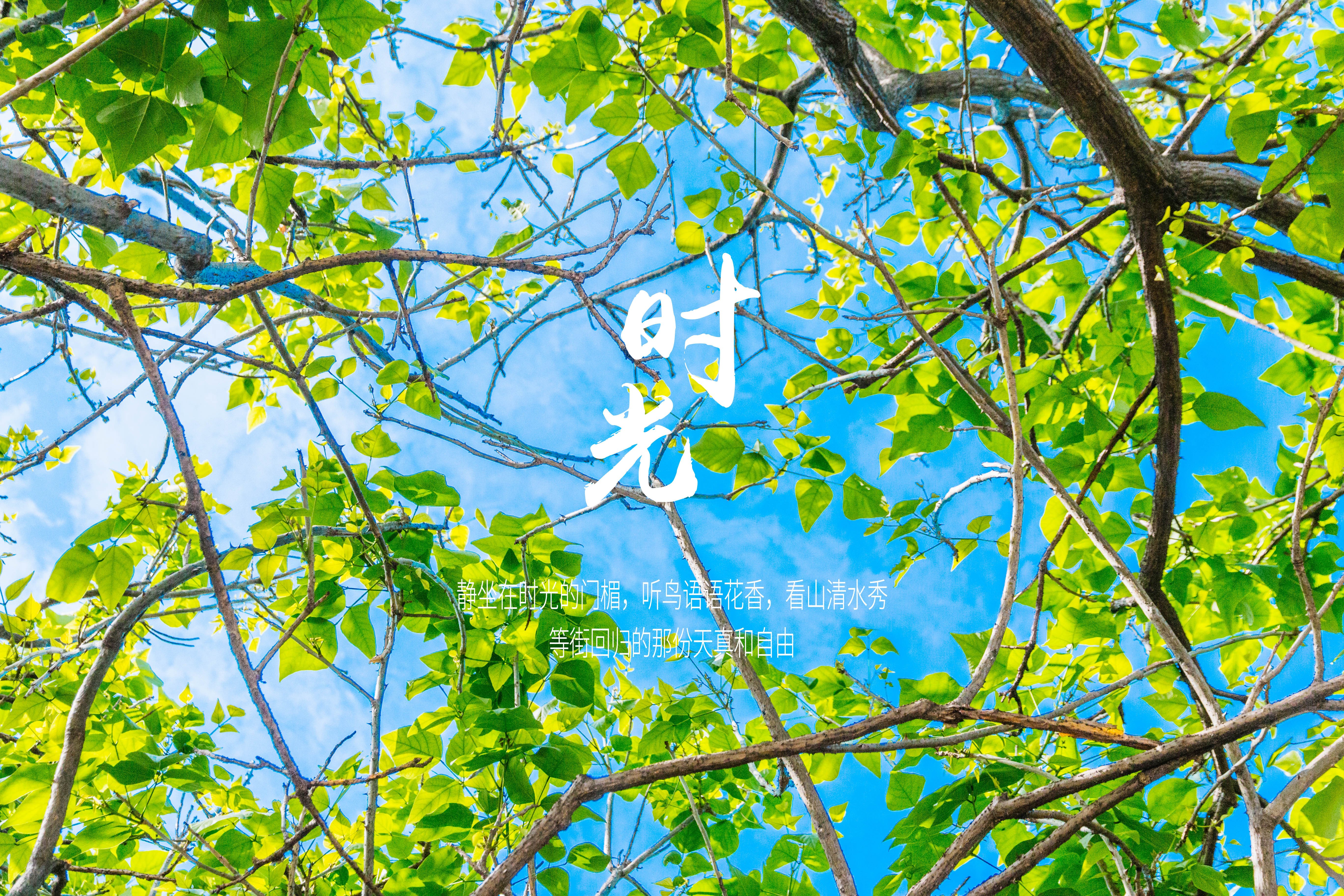 绿色,文字控,时光,美景,大鱼