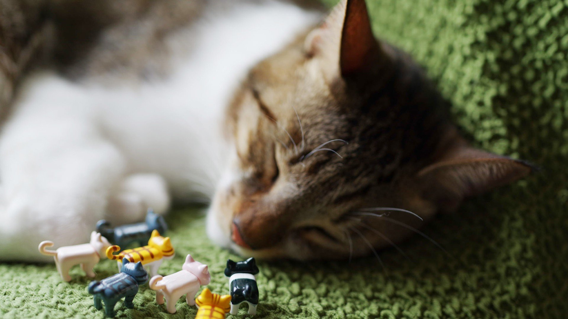 萌宠,动物,猫,喵星人