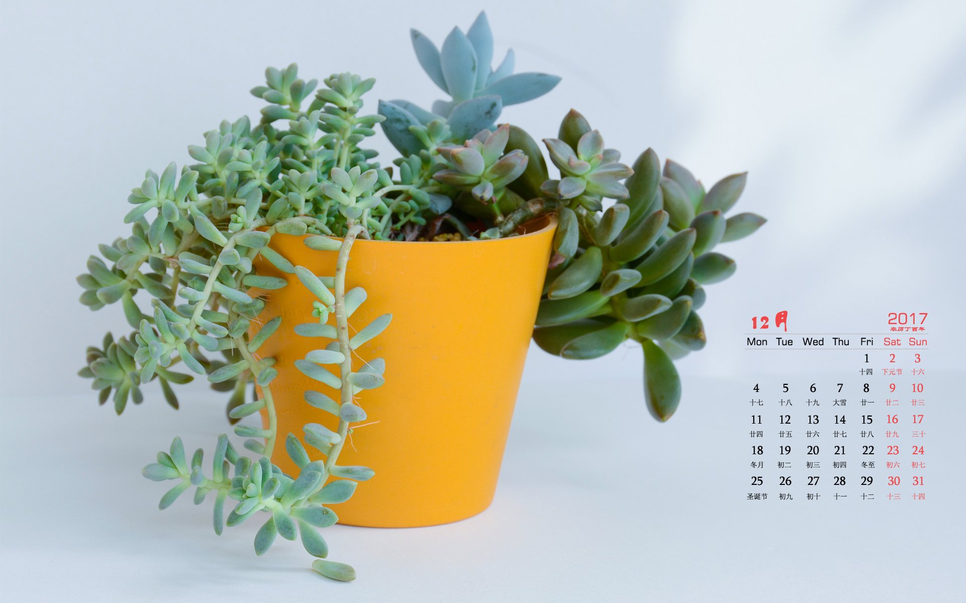 月历,静物,多肉
