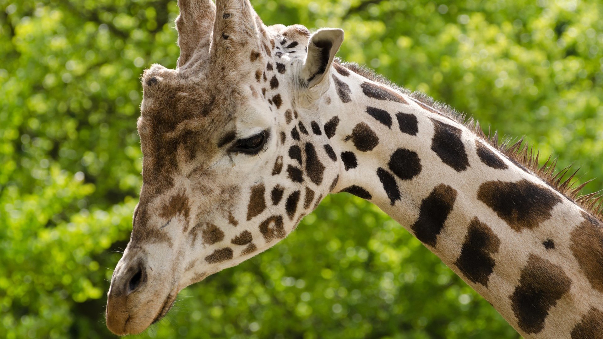 动物,长颈鹿,大自然