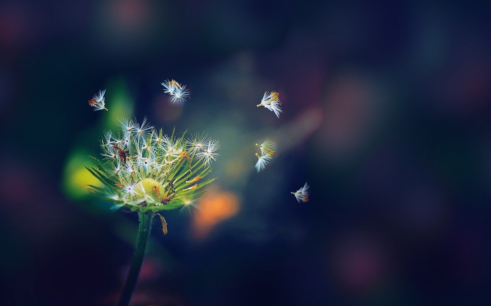 小清新,舒缓压力,蒲公英