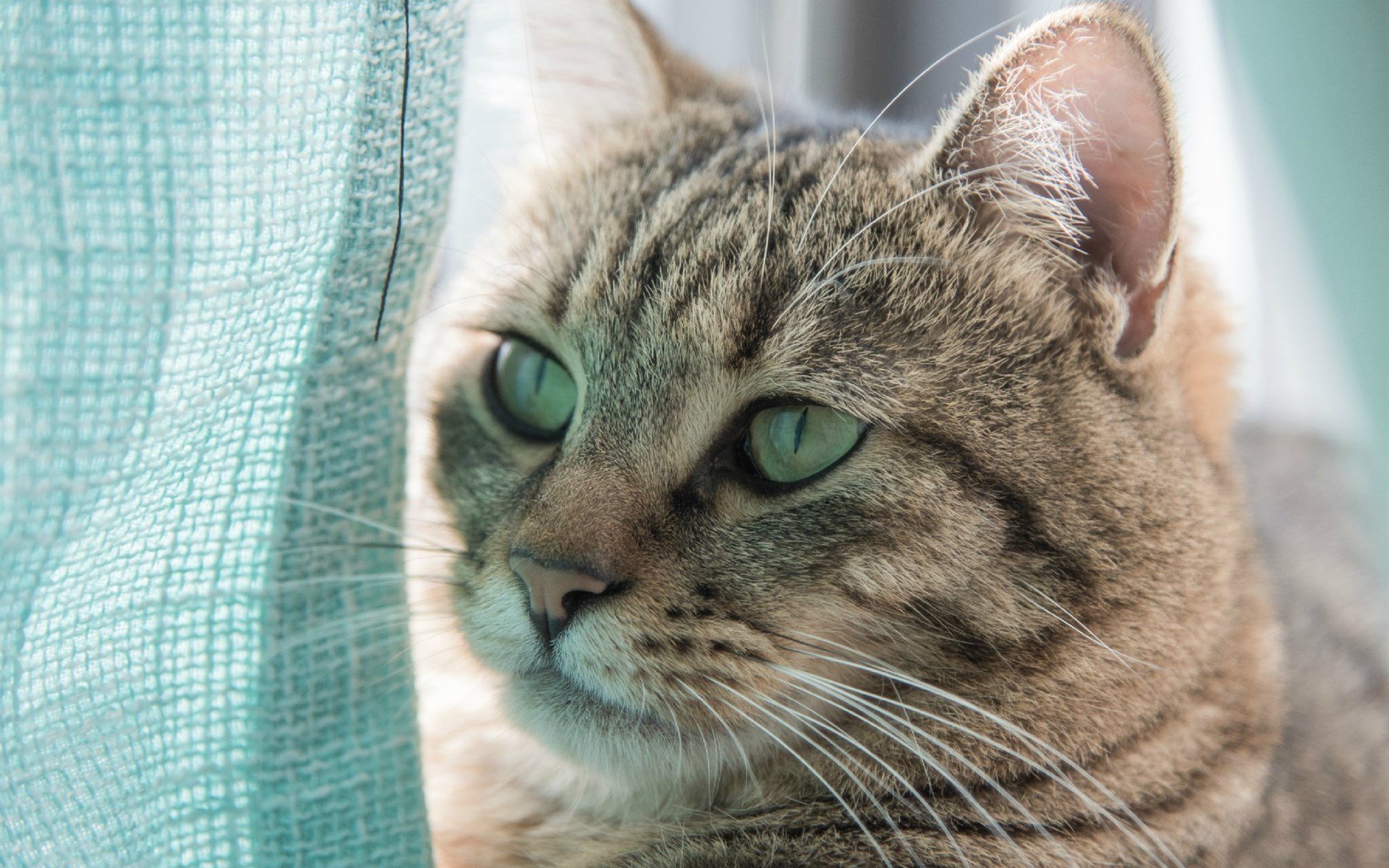 萌宠,动物,喵星人,猫