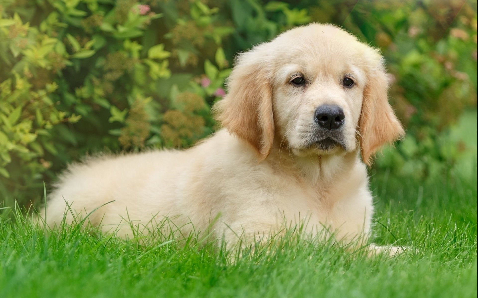 萌宠,动物,狗,汪星人,金毛