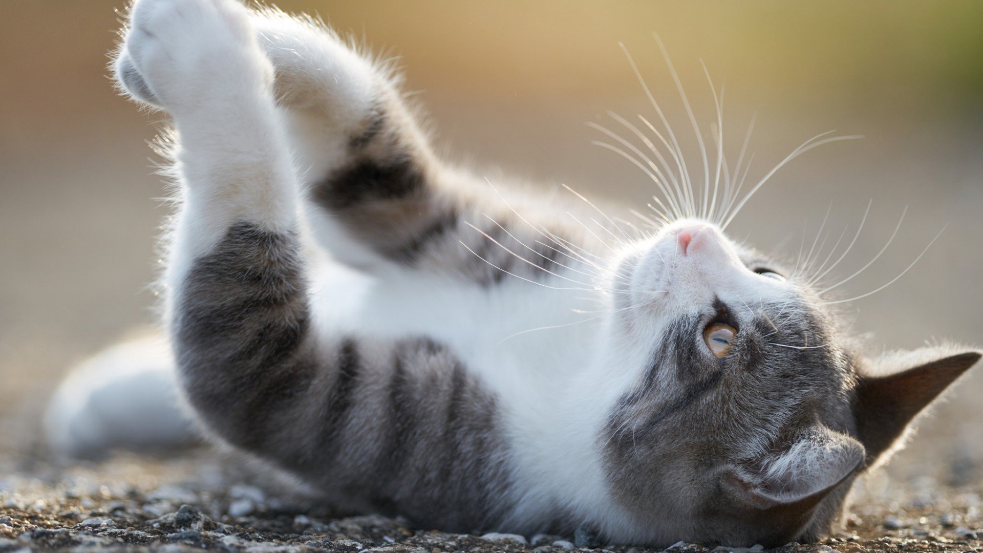 萌宠,喵星人,猫咪