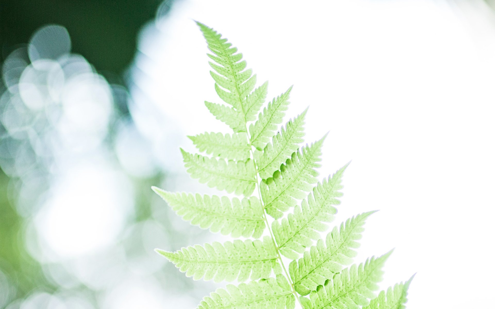 小清新,清新淡雅