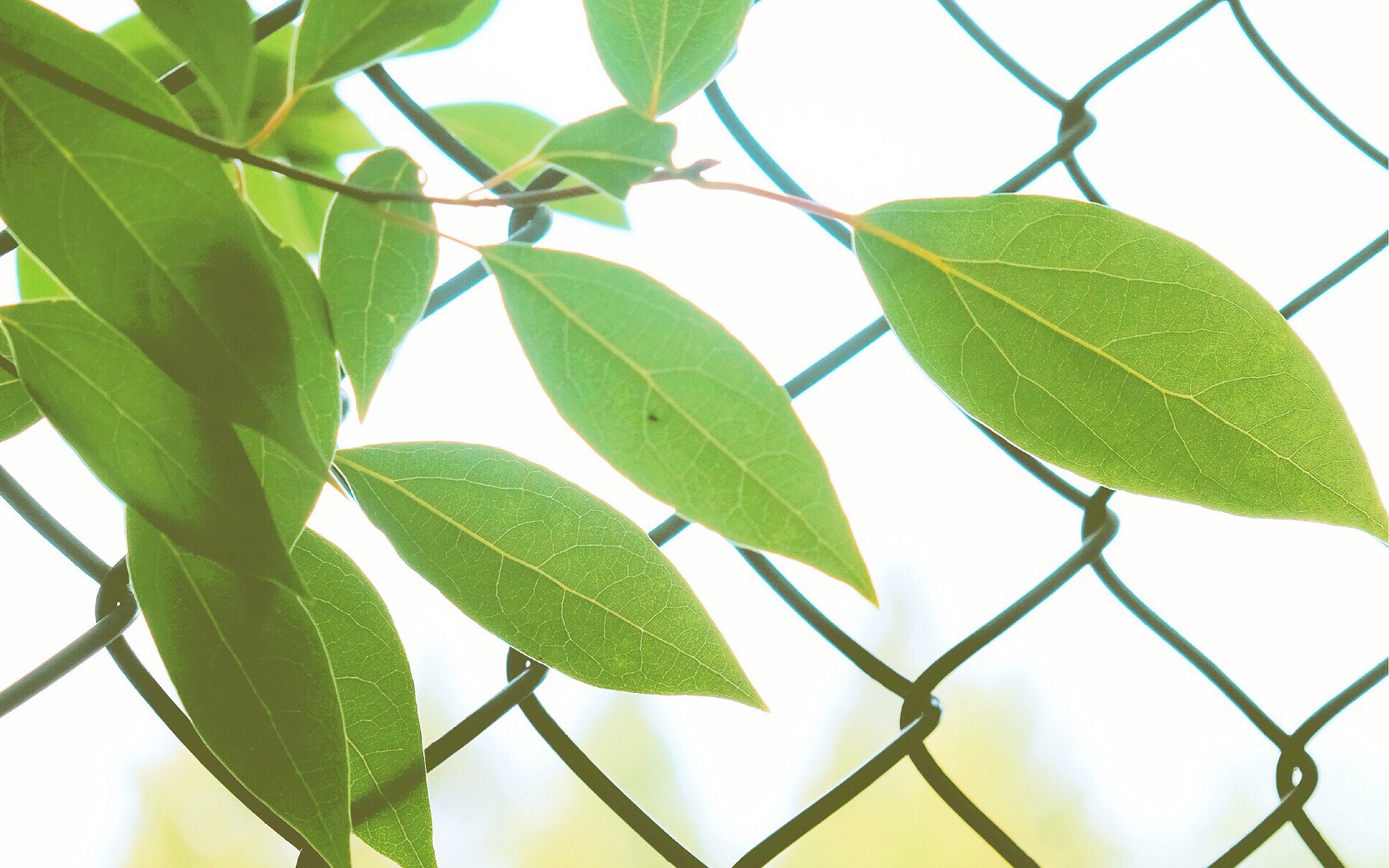 小清新,护眼壁纸