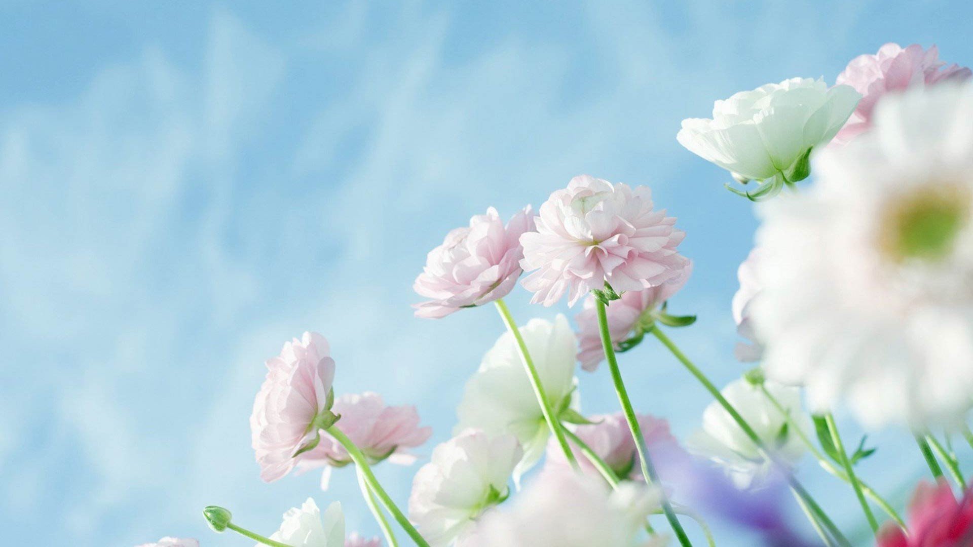 小清新,清新淡雅