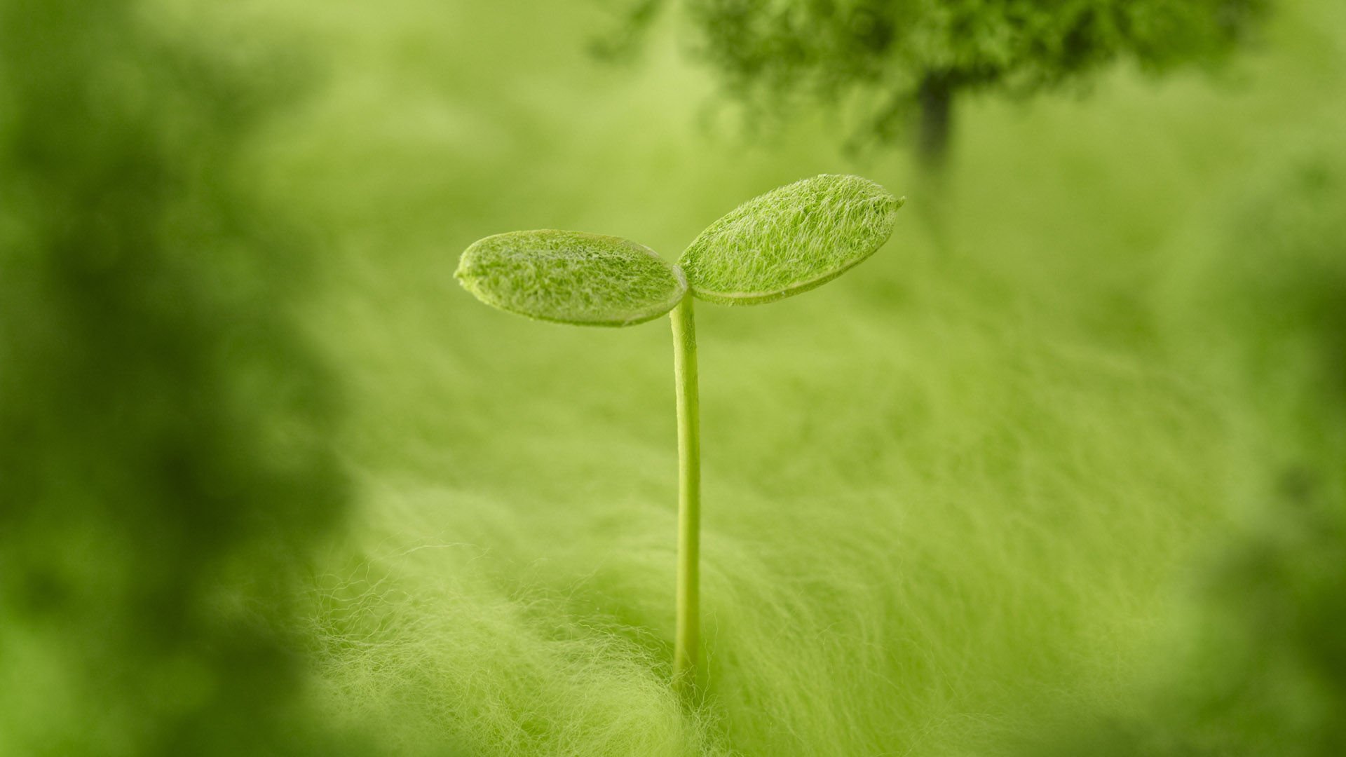 小清新,护眼壁纸