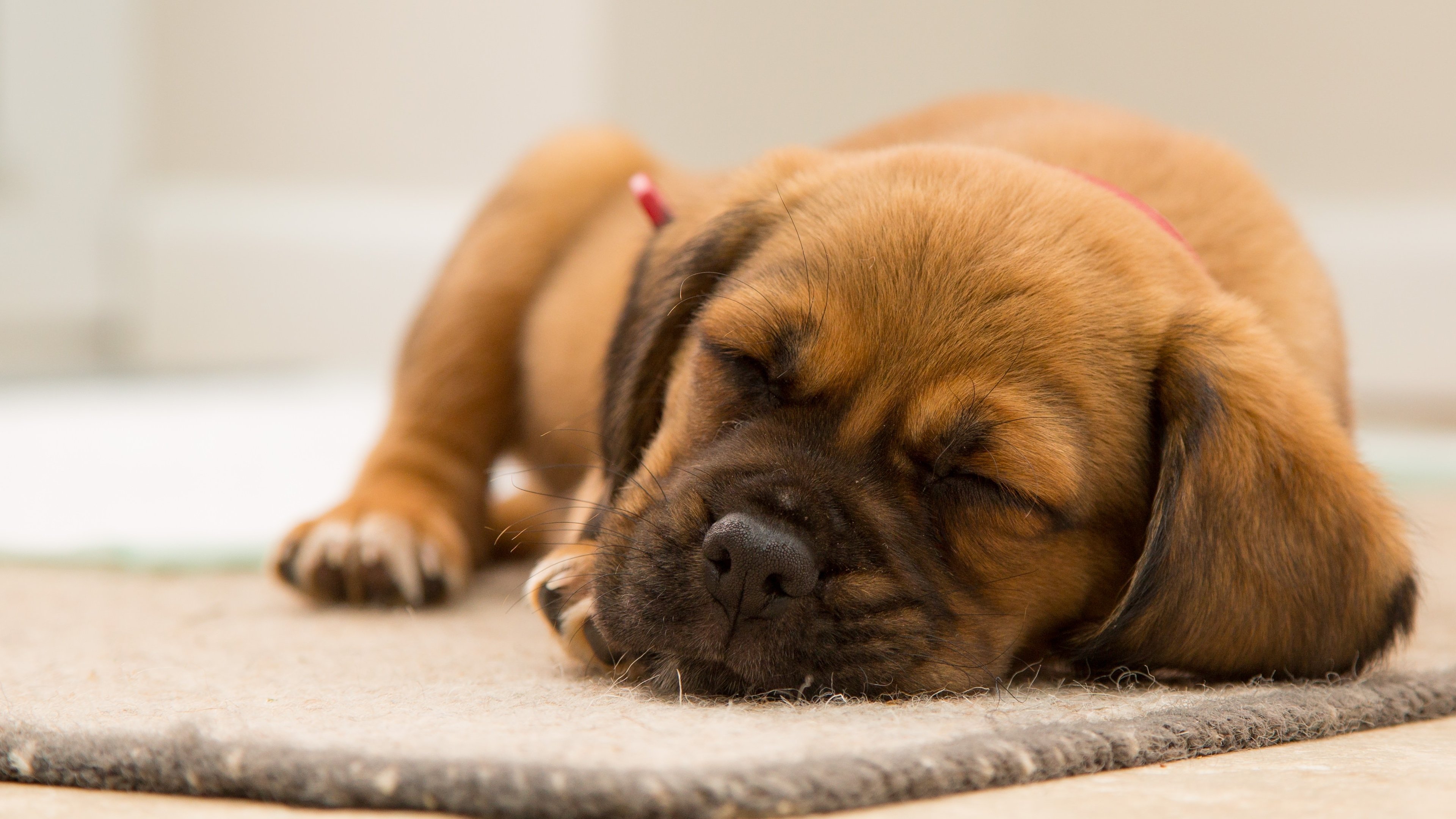 4K,萌宠,动物,汪星人,狗